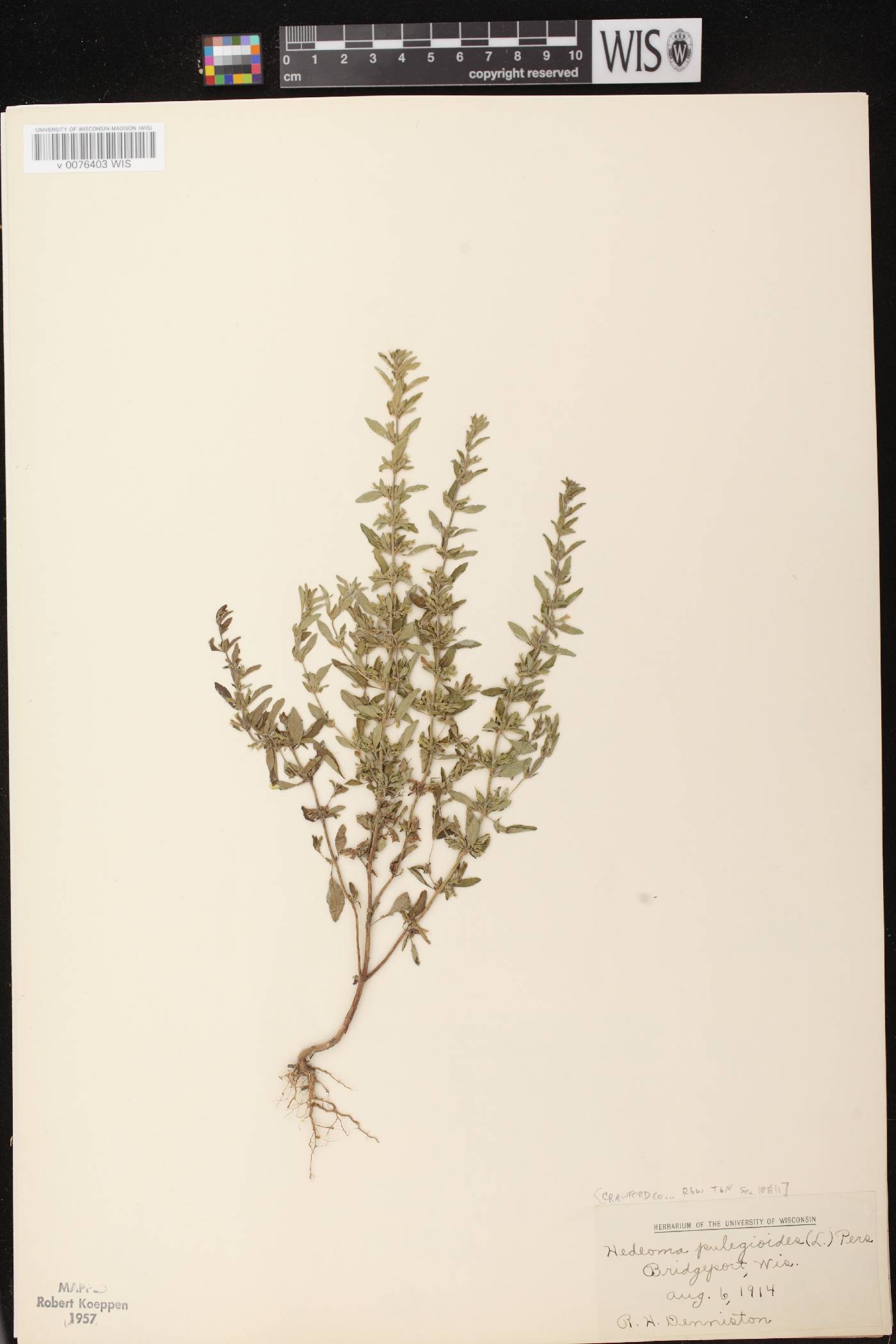 Hedeoma pulegioides image