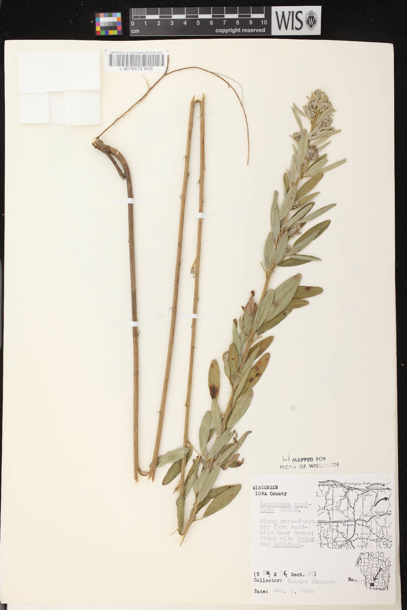 Lespedeza capitata image