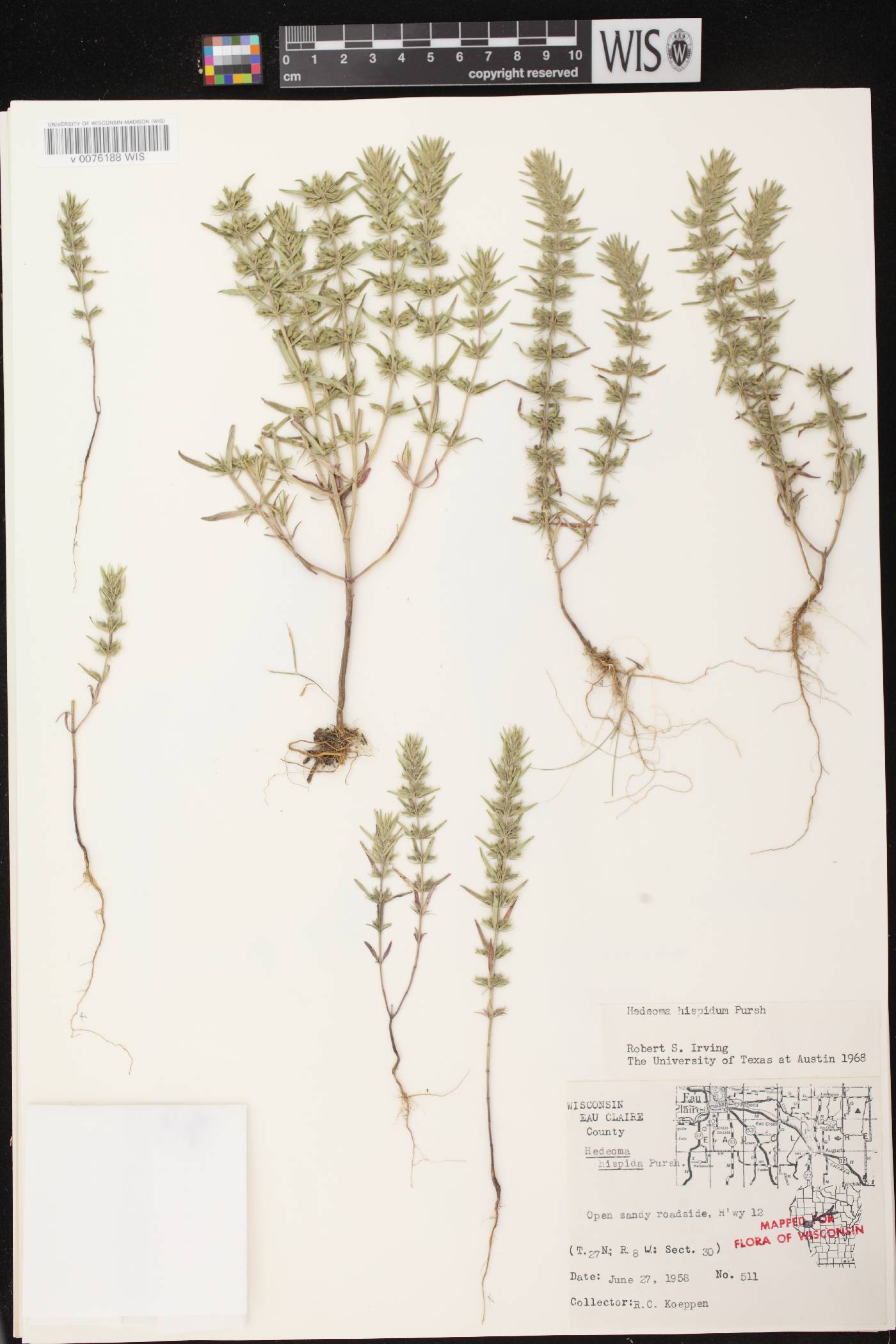 Hedeoma hispida image