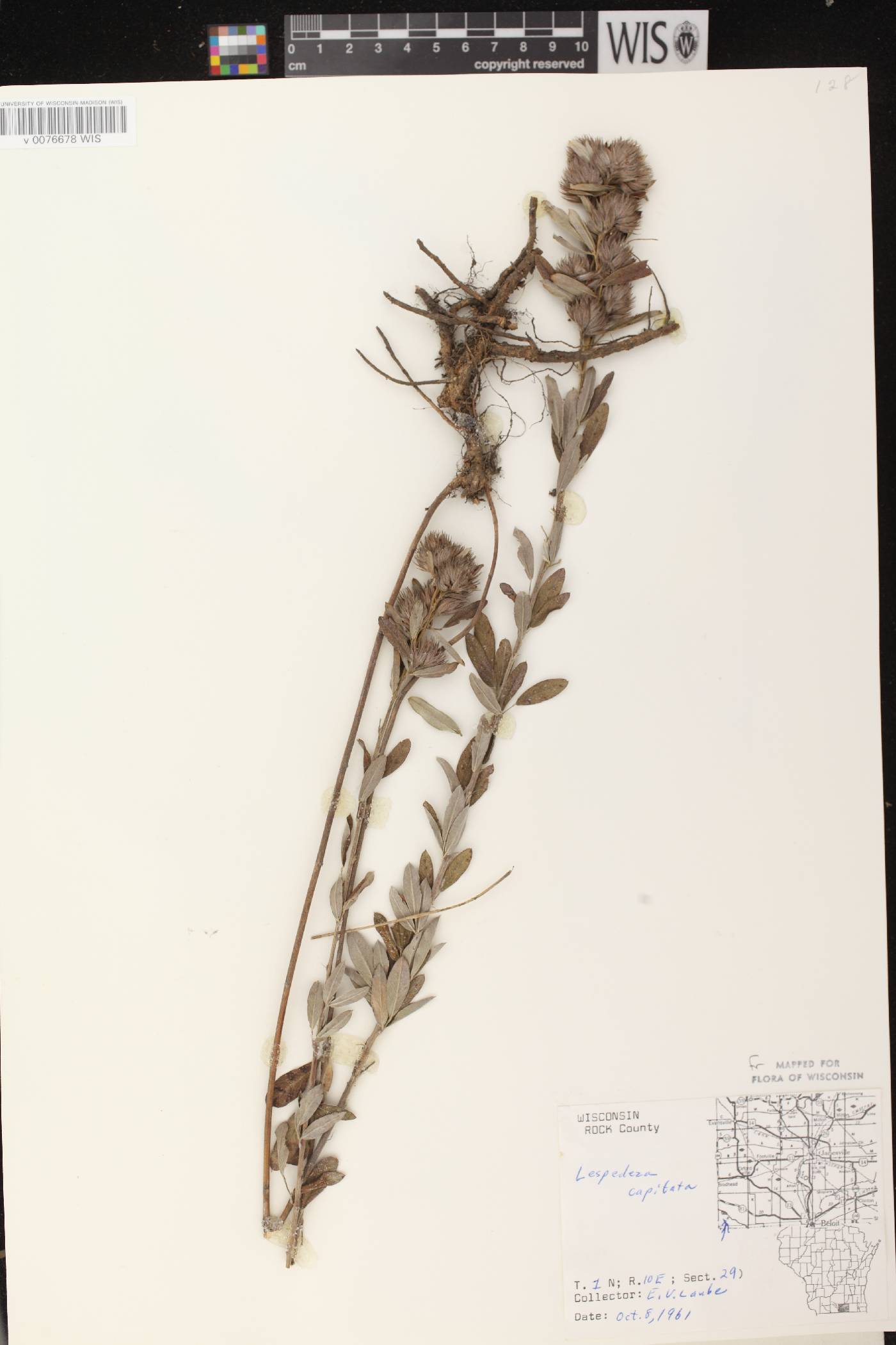 Lespedeza capitata image