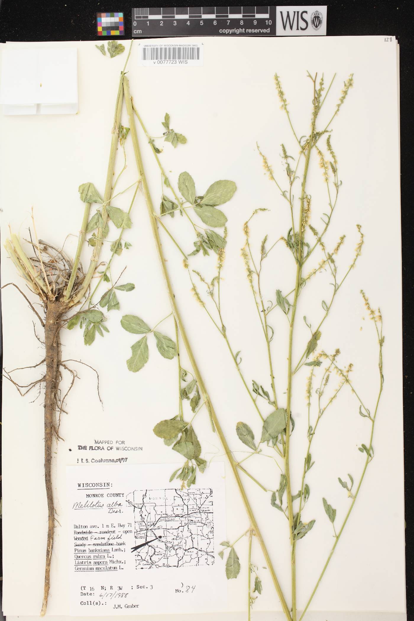 Melilotus albus image
