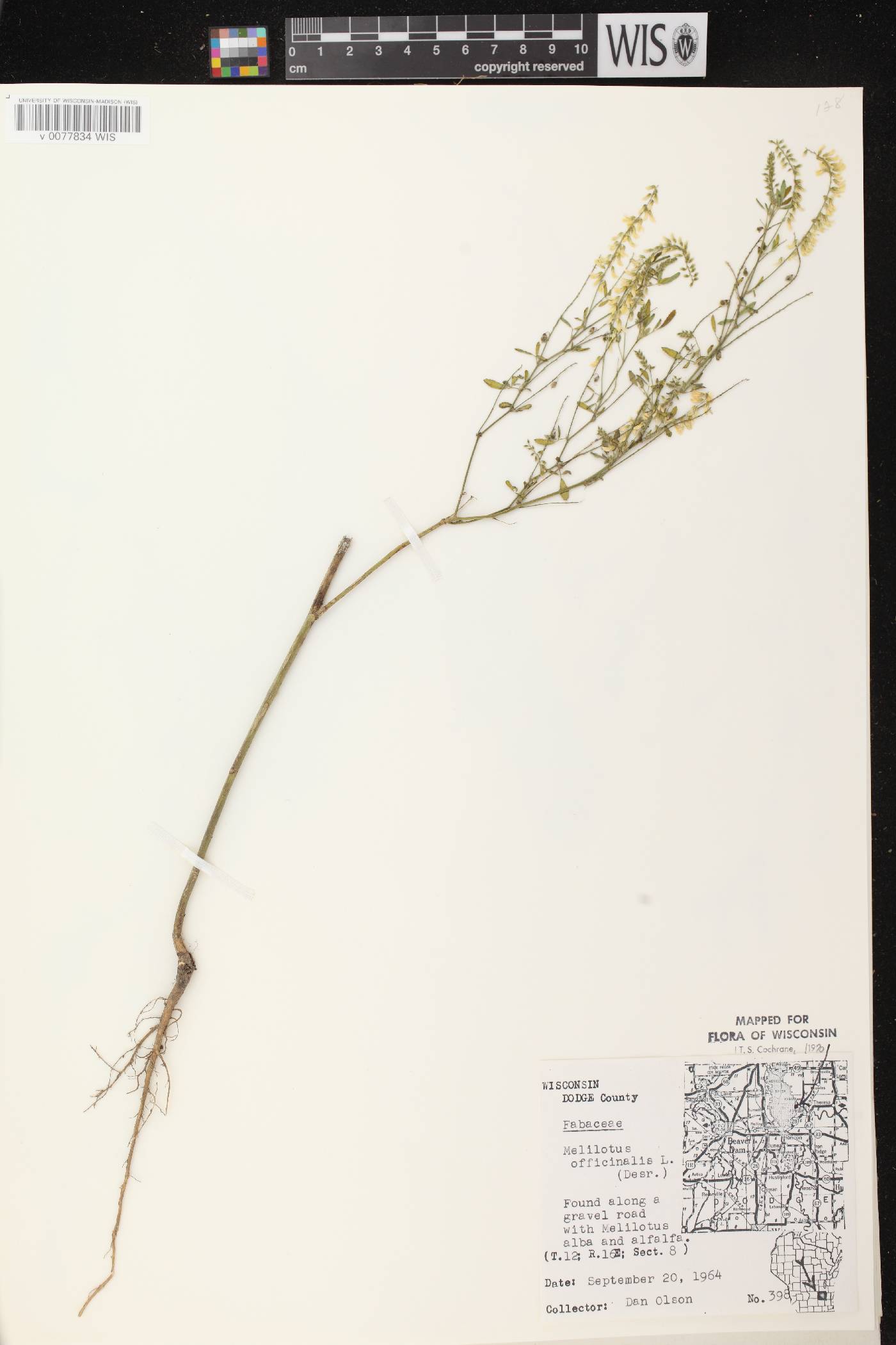 Melilotus officinalis image