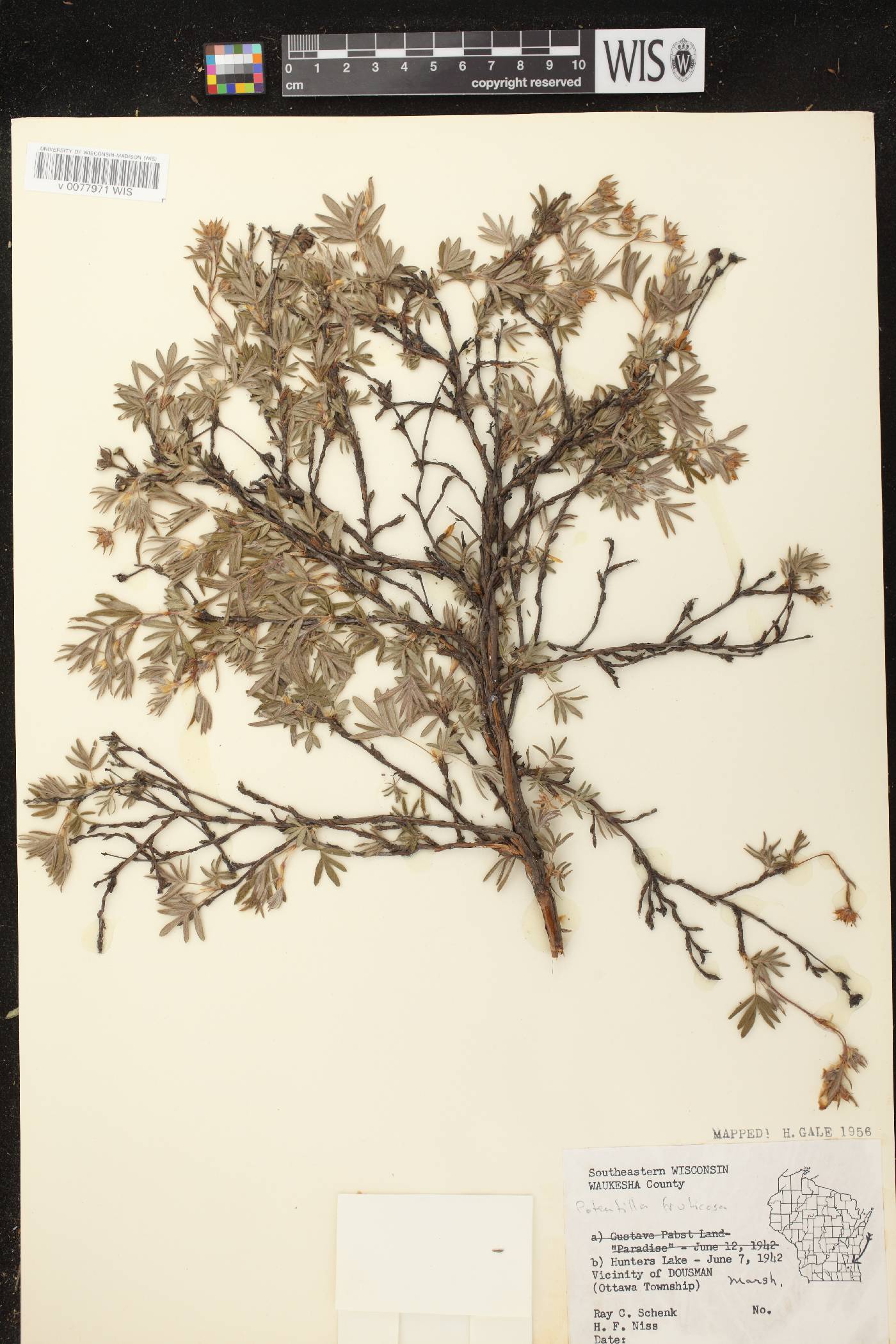 Dasiphora fruticosa image