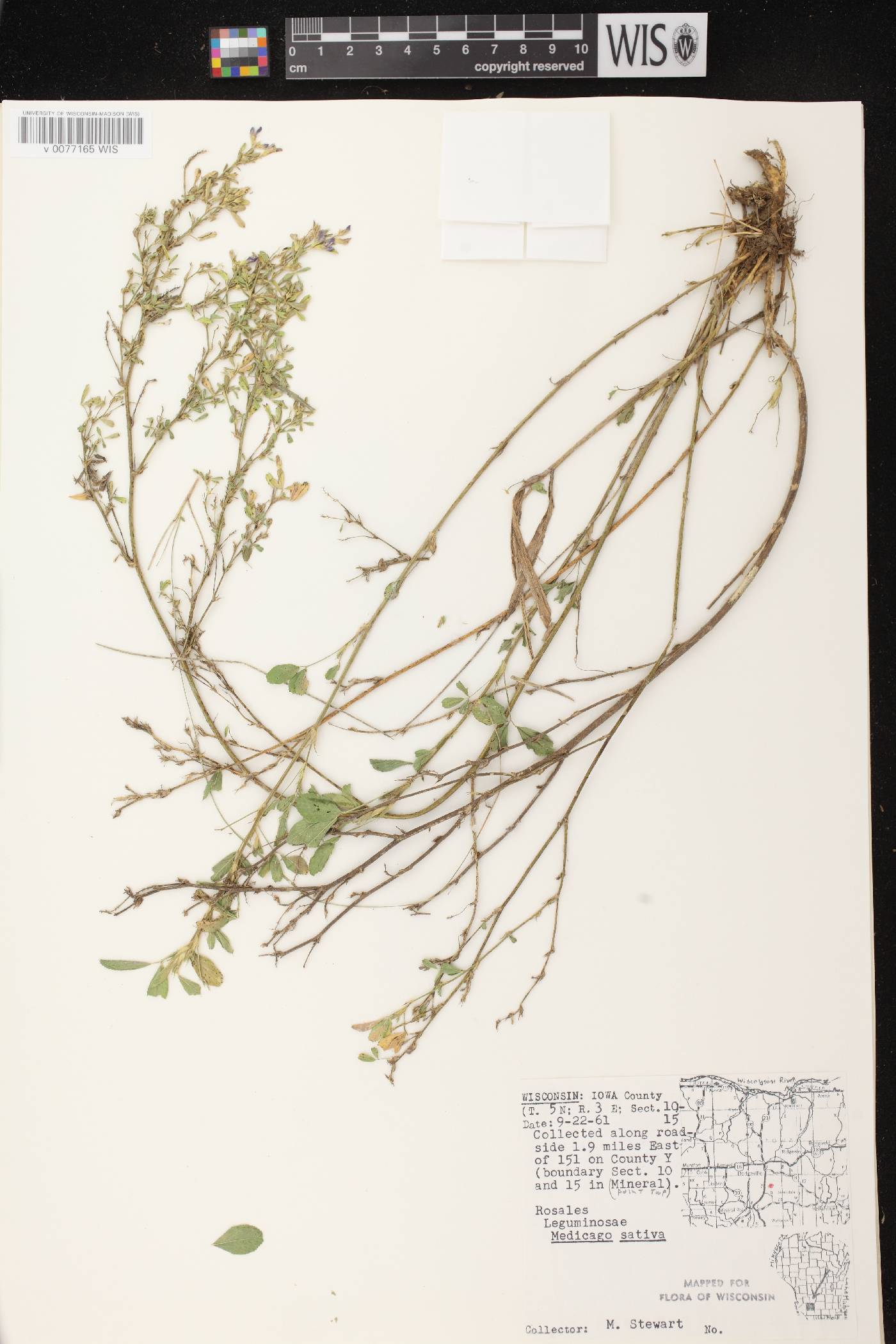 Medicago sativa subsp. sativa image