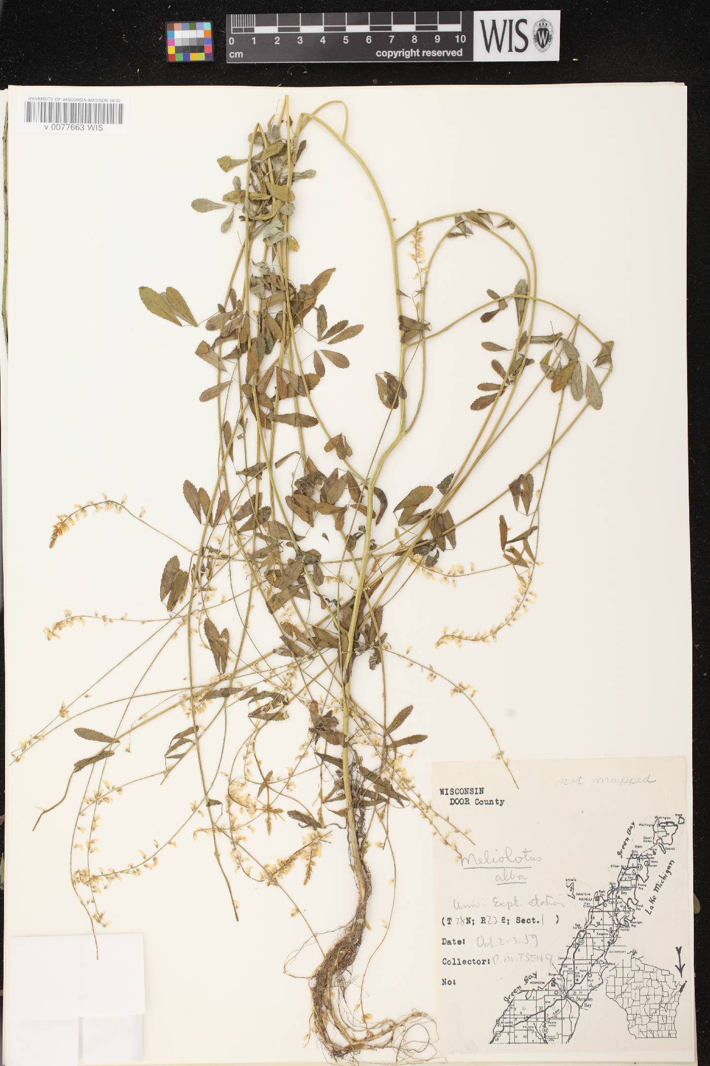Melilotus albus image