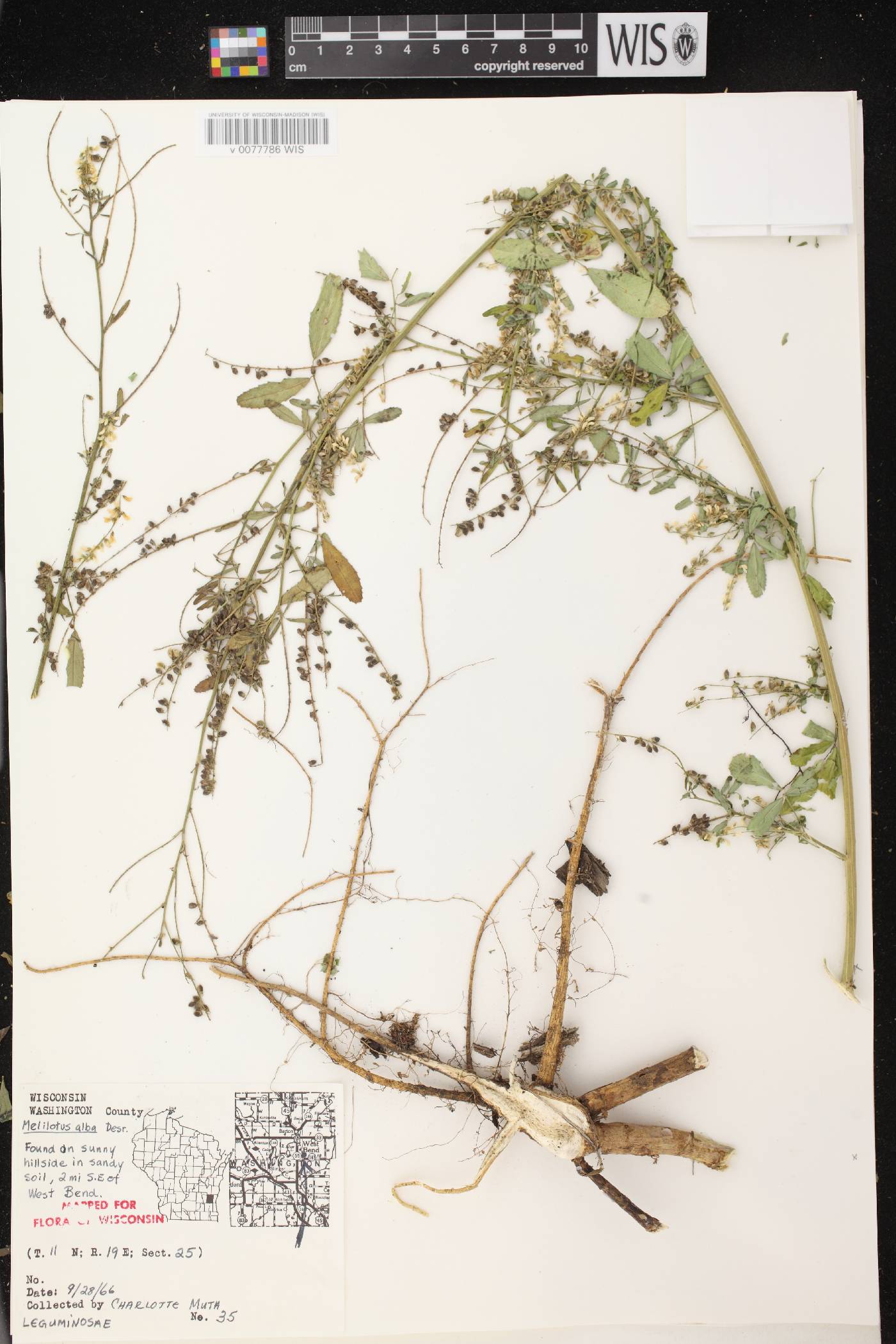 Melilotus albus image