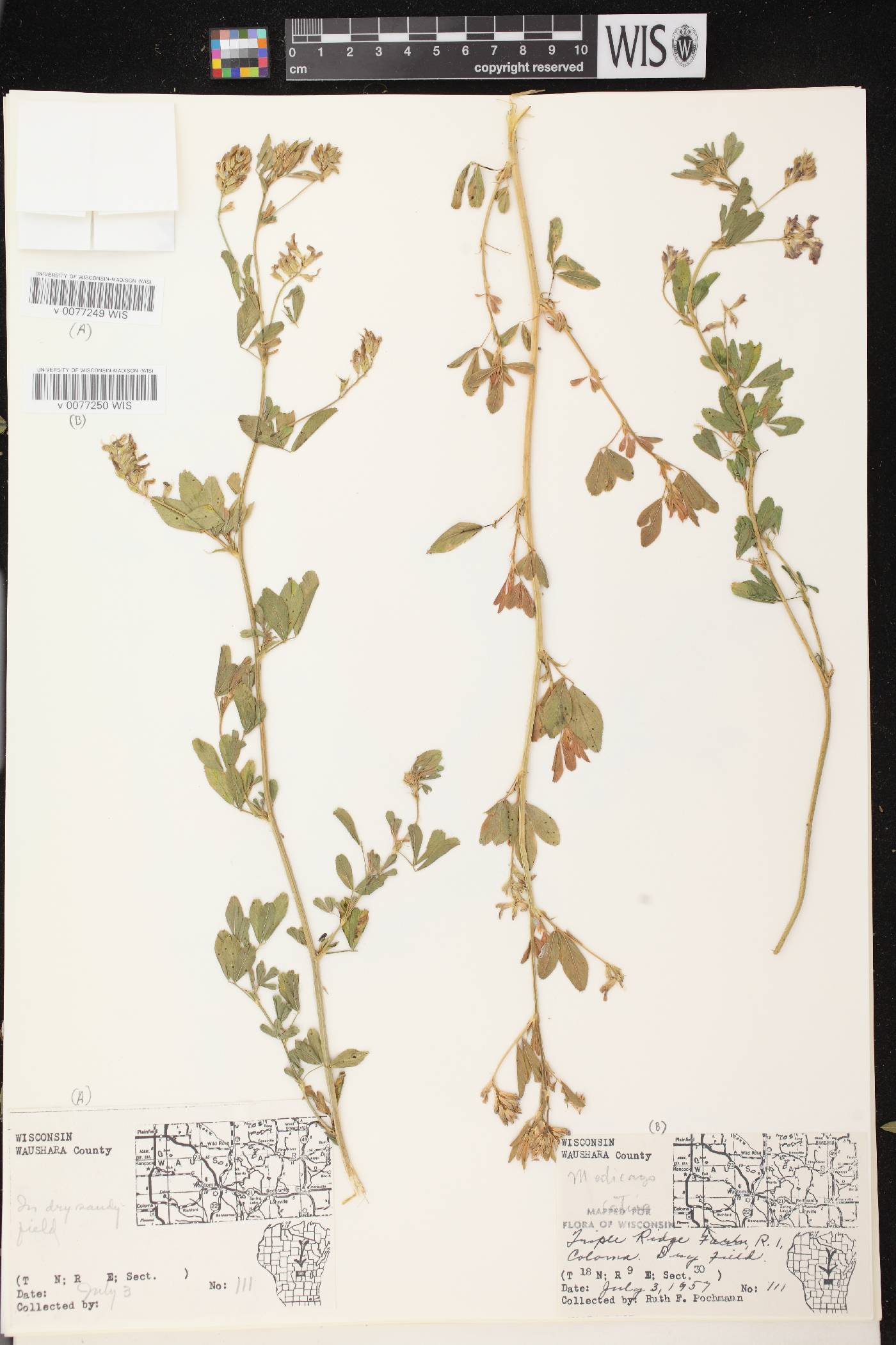 Medicago sativa image