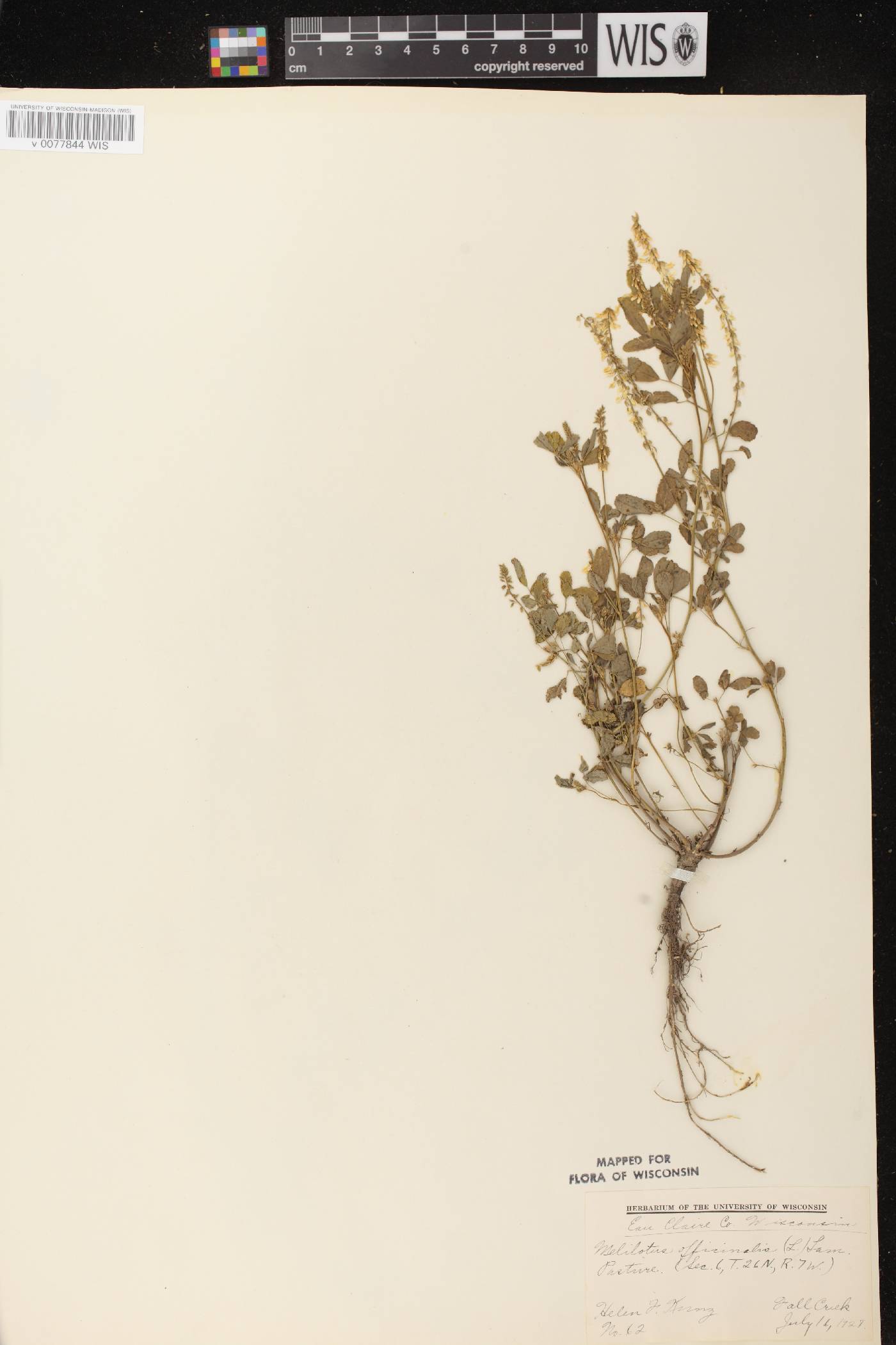Melilotus officinalis image
