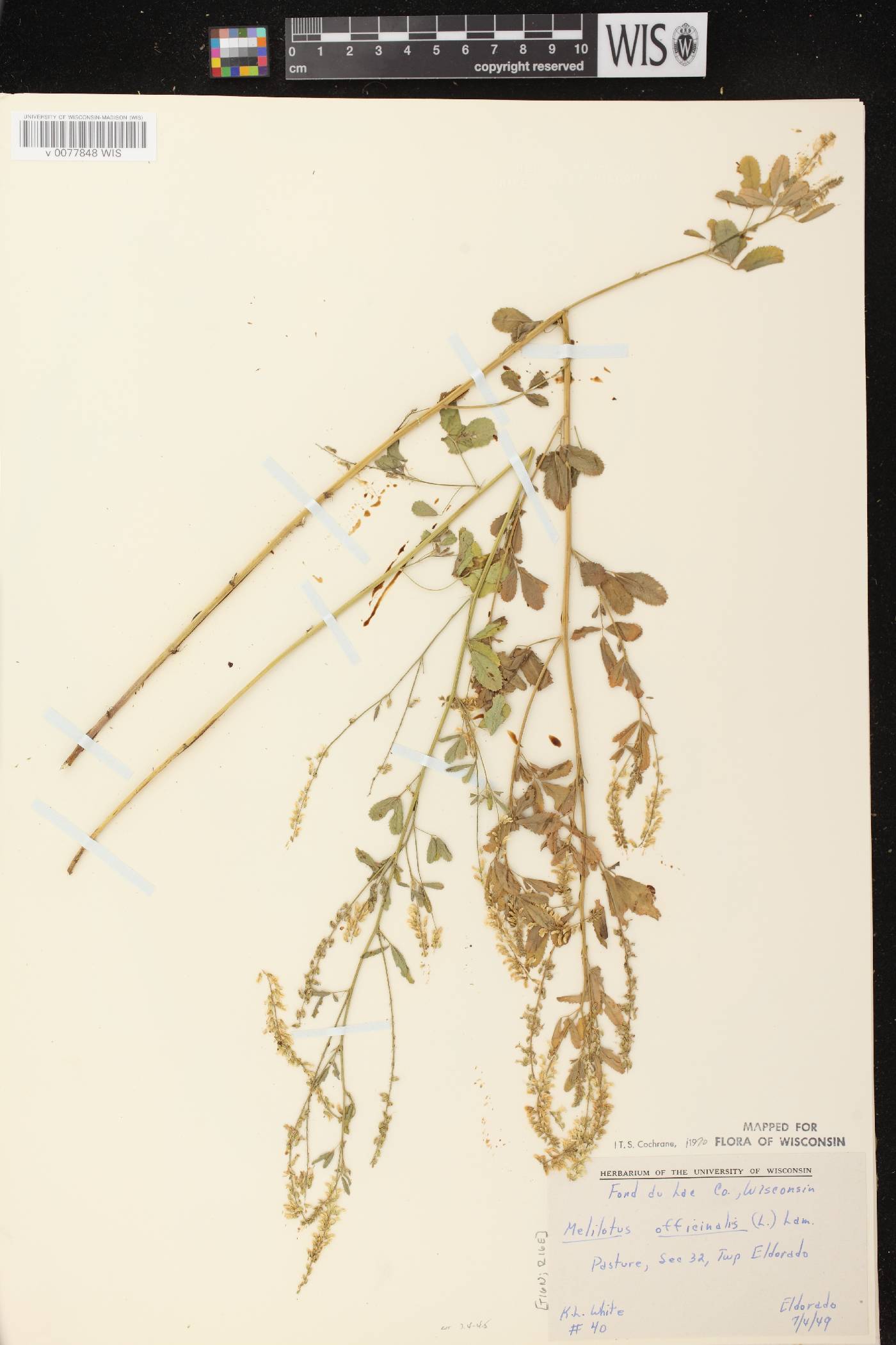 Melilotus officinalis image