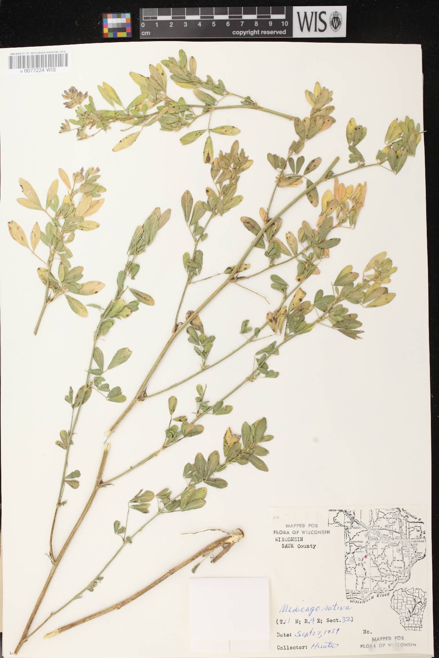 Medicago sativa image