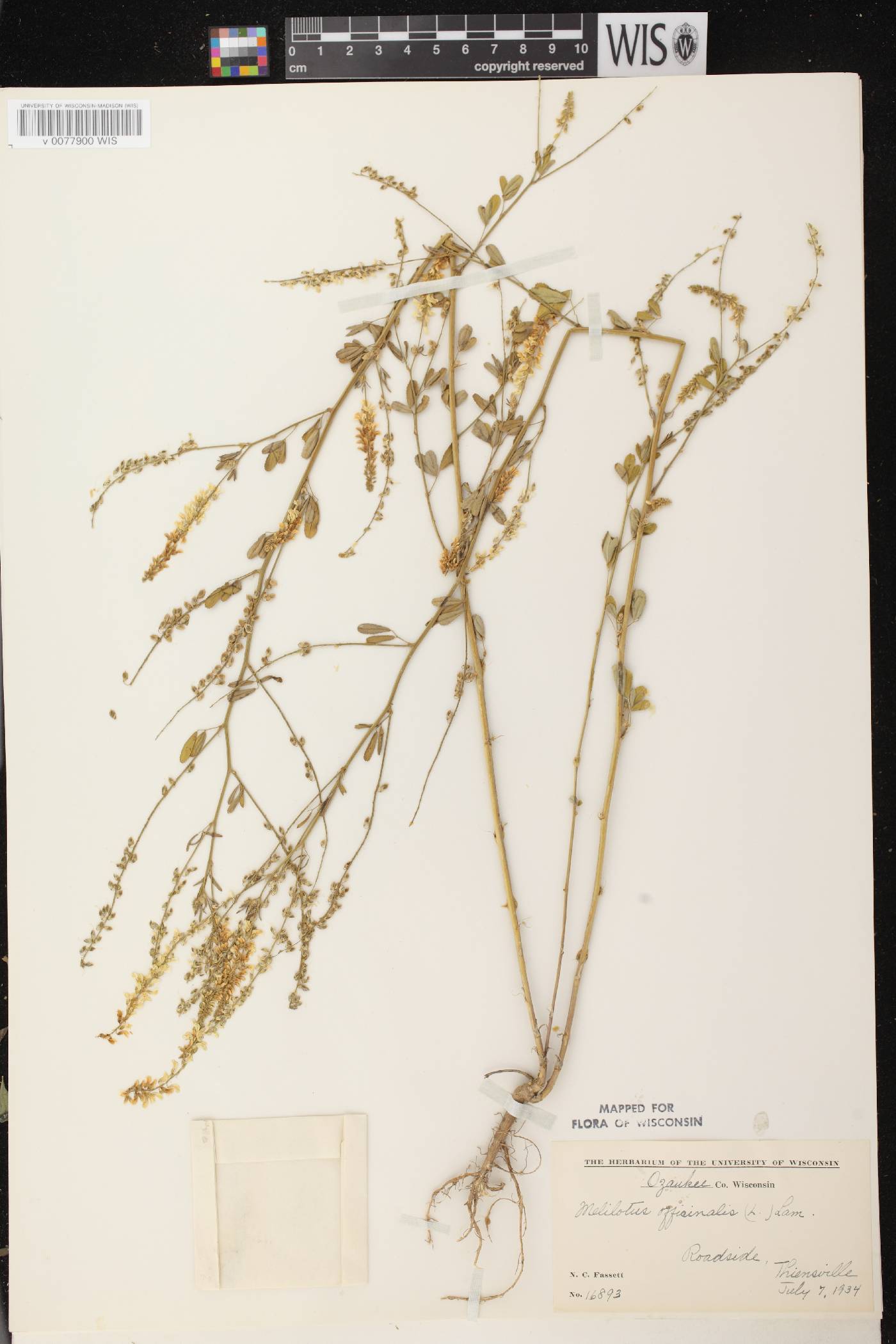 Melilotus officinalis image