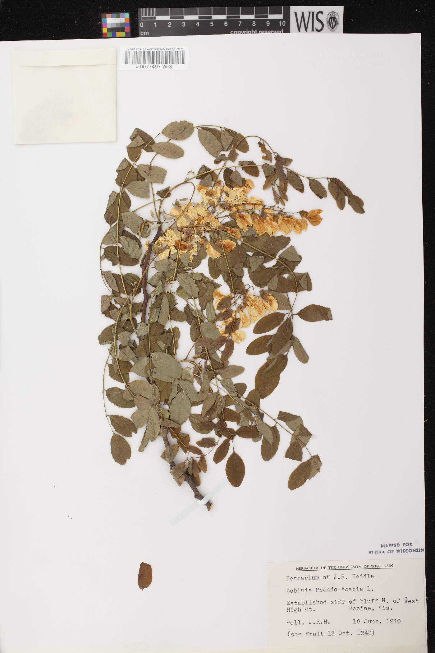 Robinia pseudoacacia image