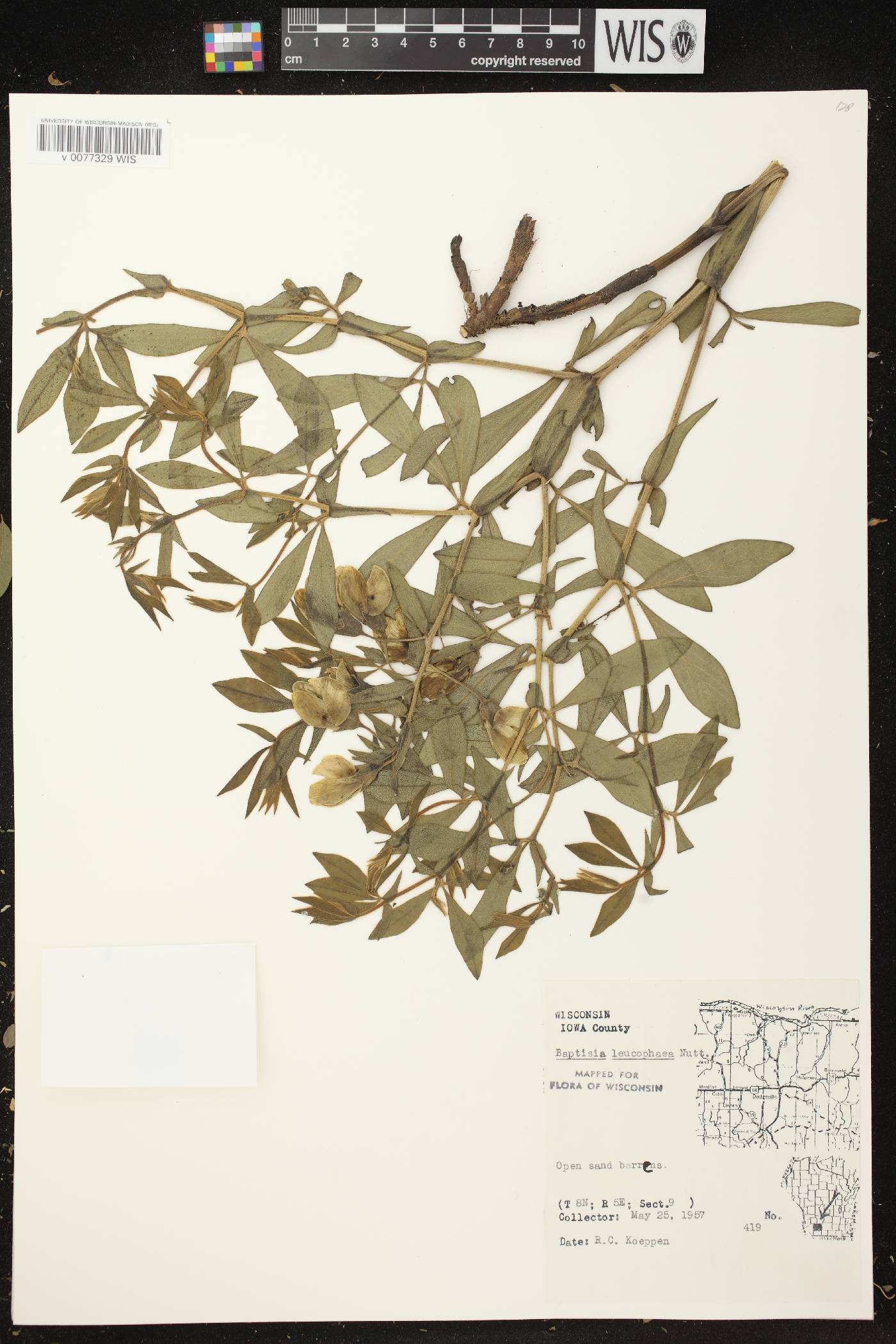 Baptisia leucophaea image
