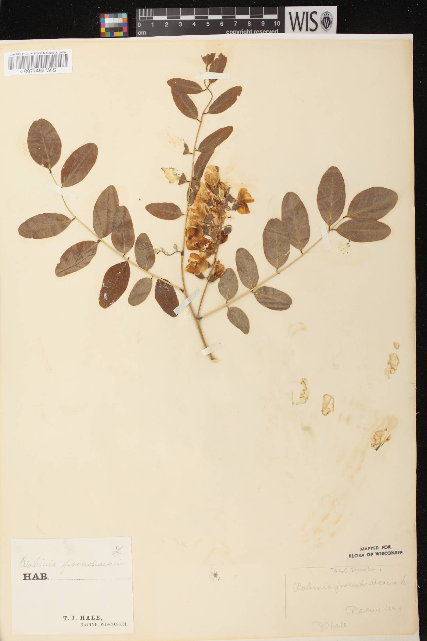 Robinia pseudoacacia image
