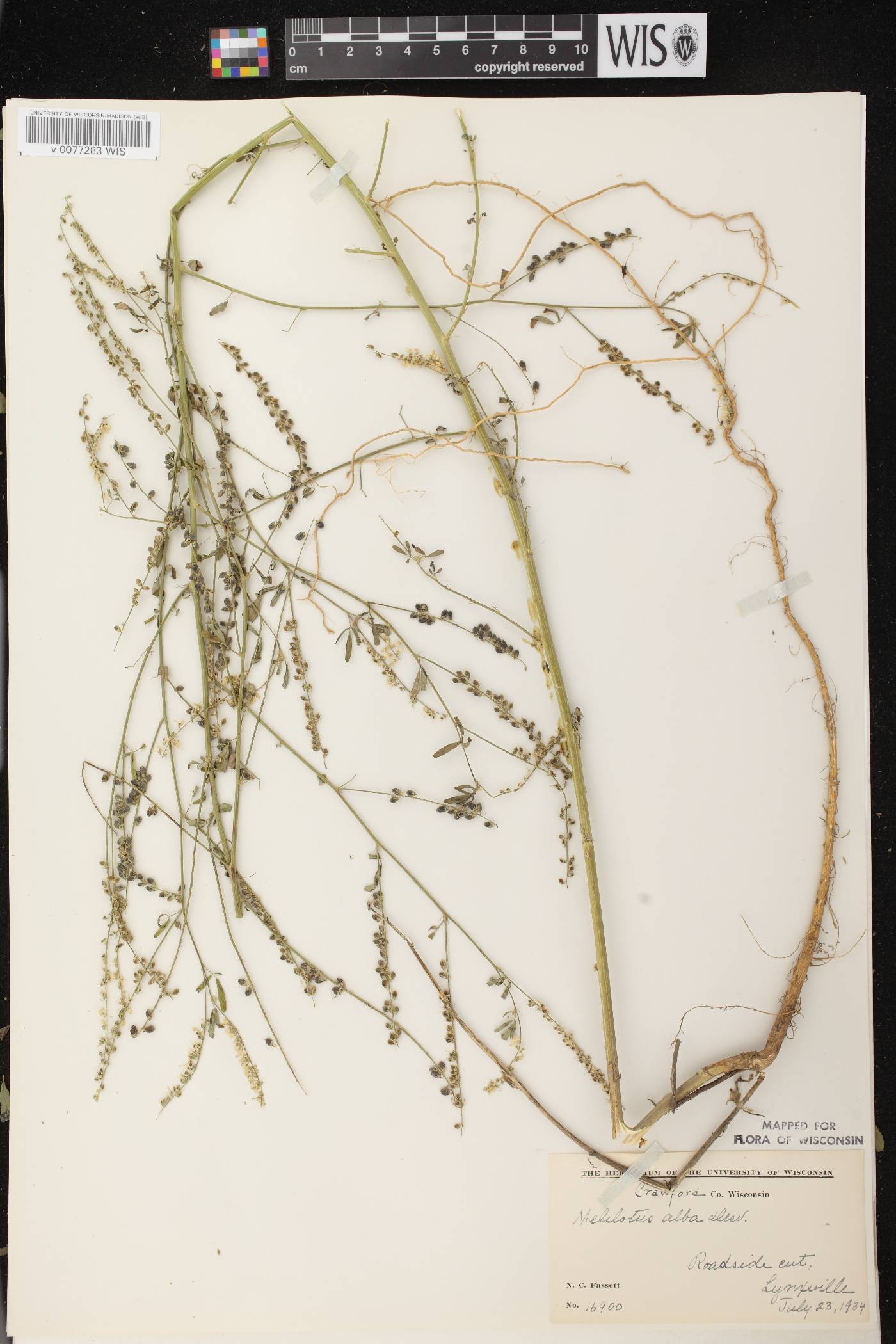 Melilotus albus image