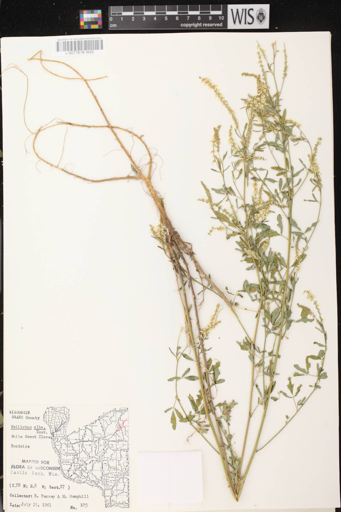 Melilotus albus image