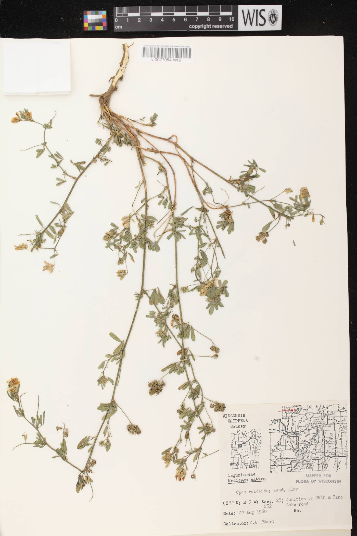 Medicago sativa subsp. sativa image