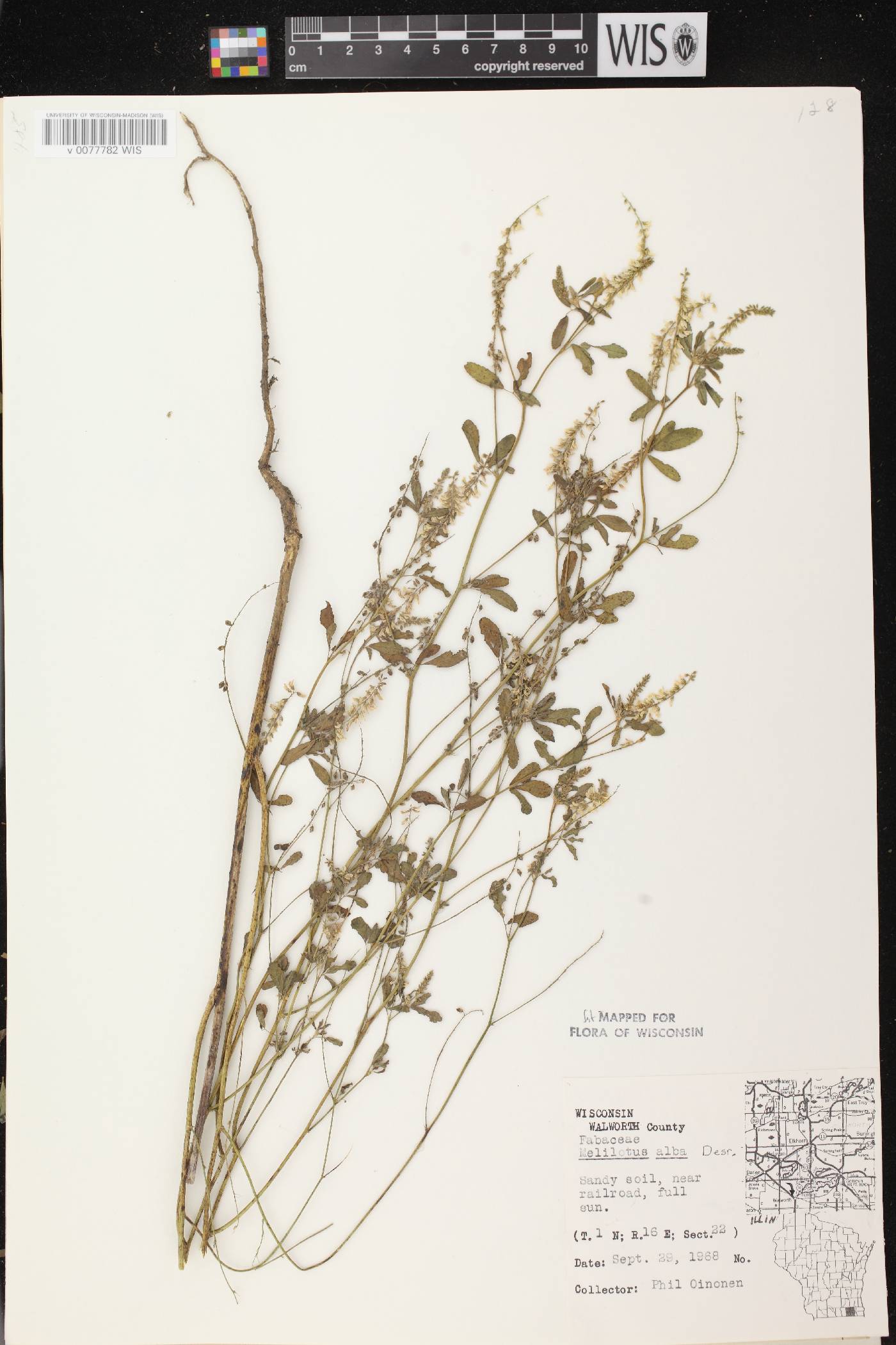 Melilotus albus image
