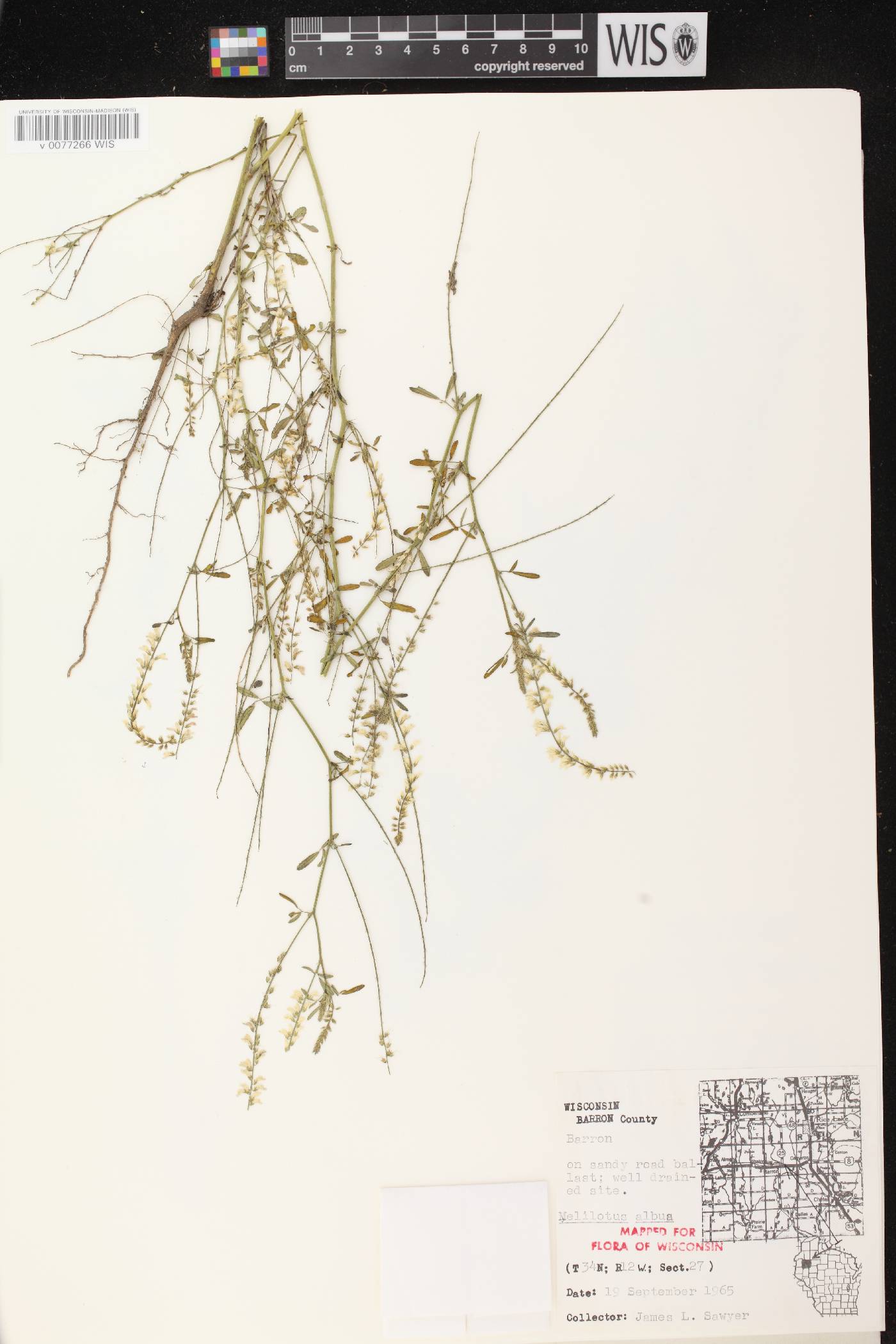 Melilotus albus image