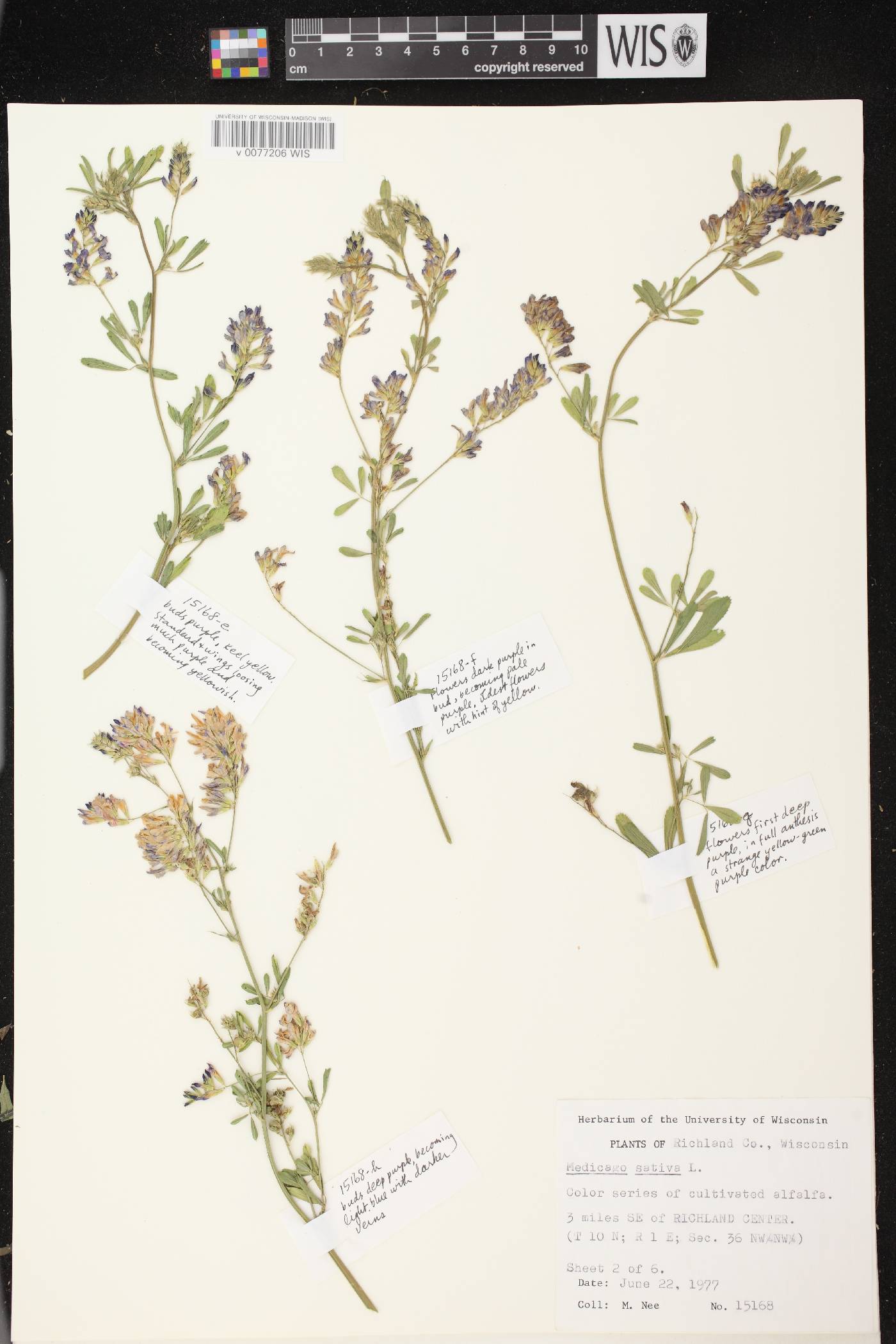 Medicago sativa image