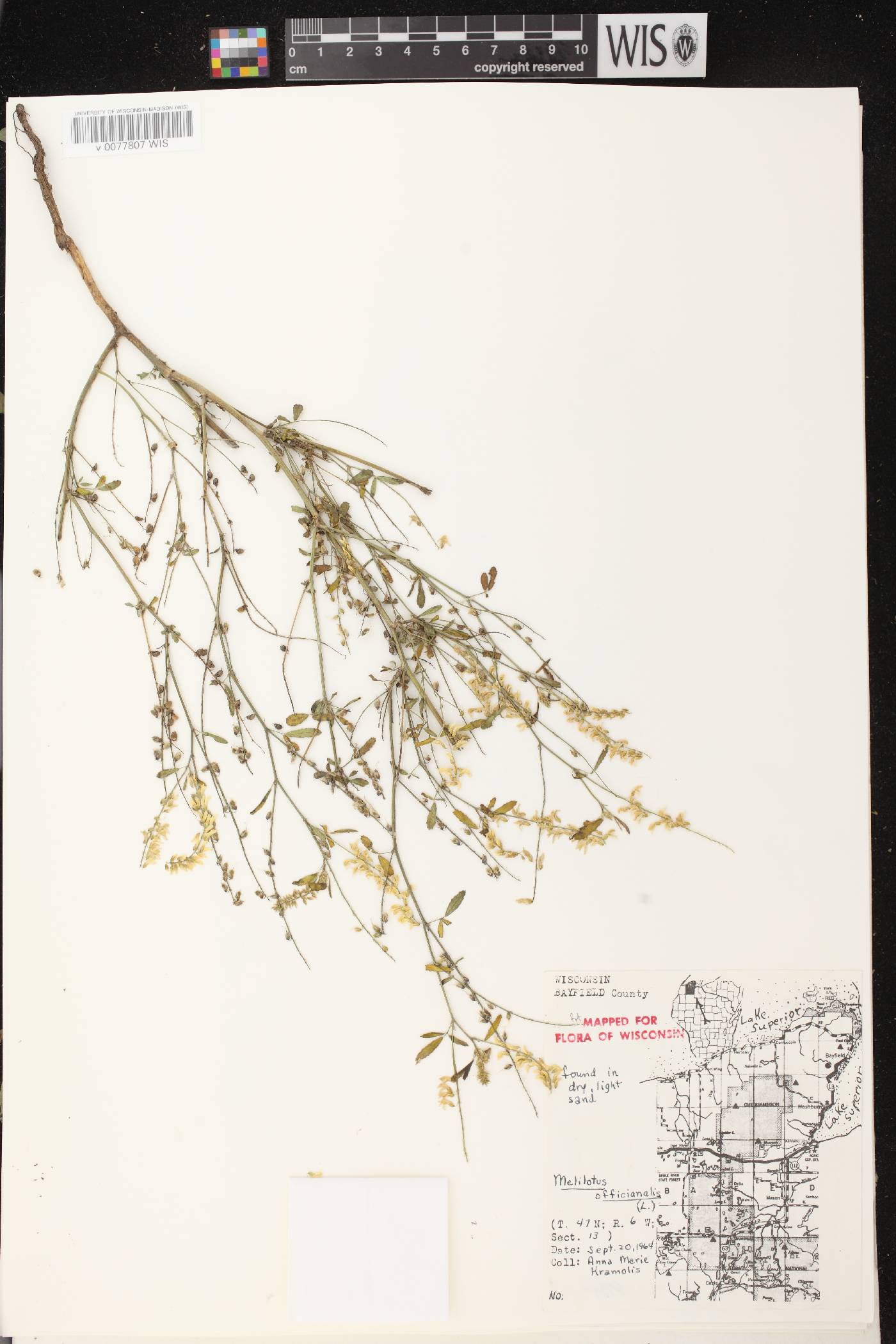 Melilotus officinalis image