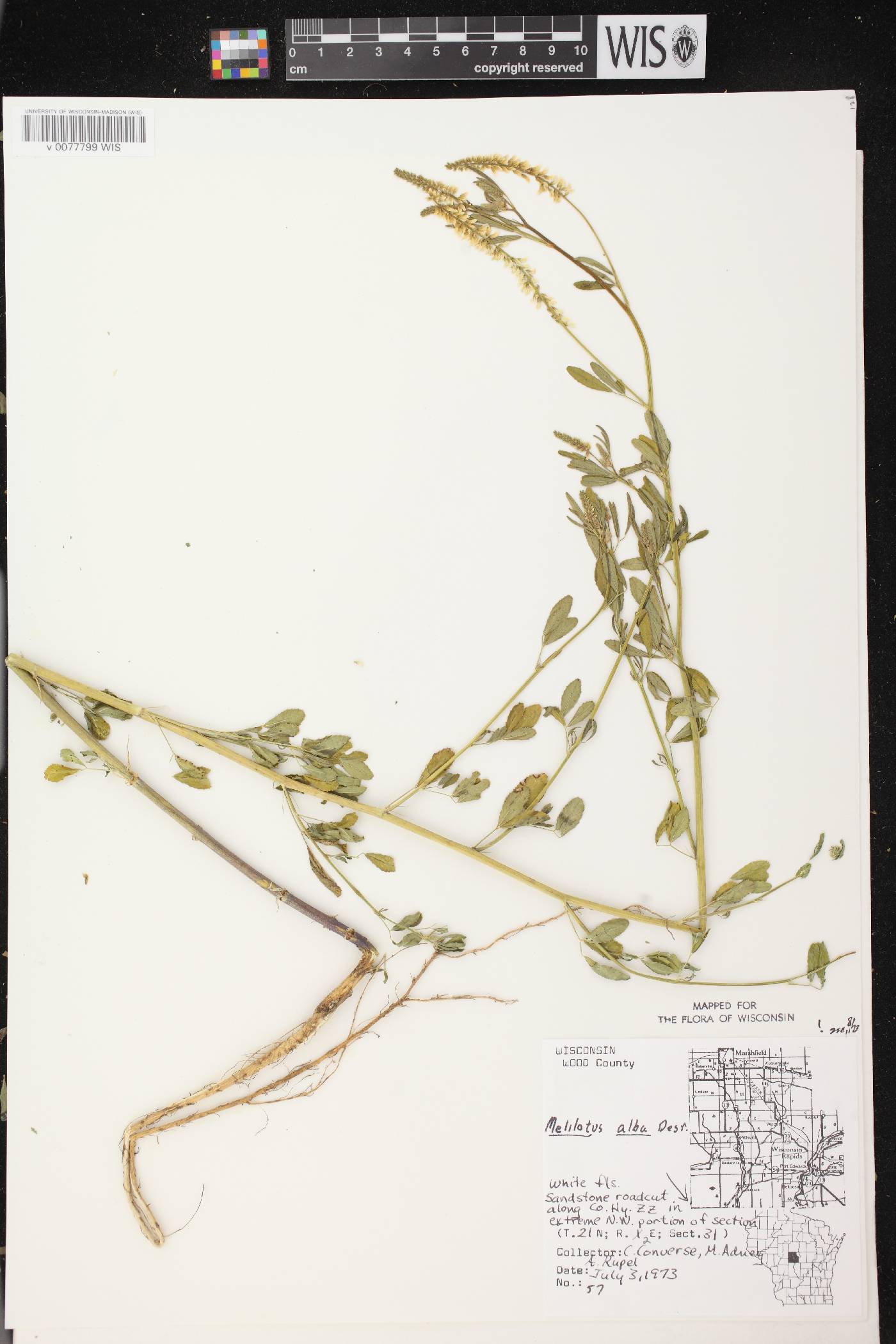 Melilotus albus image