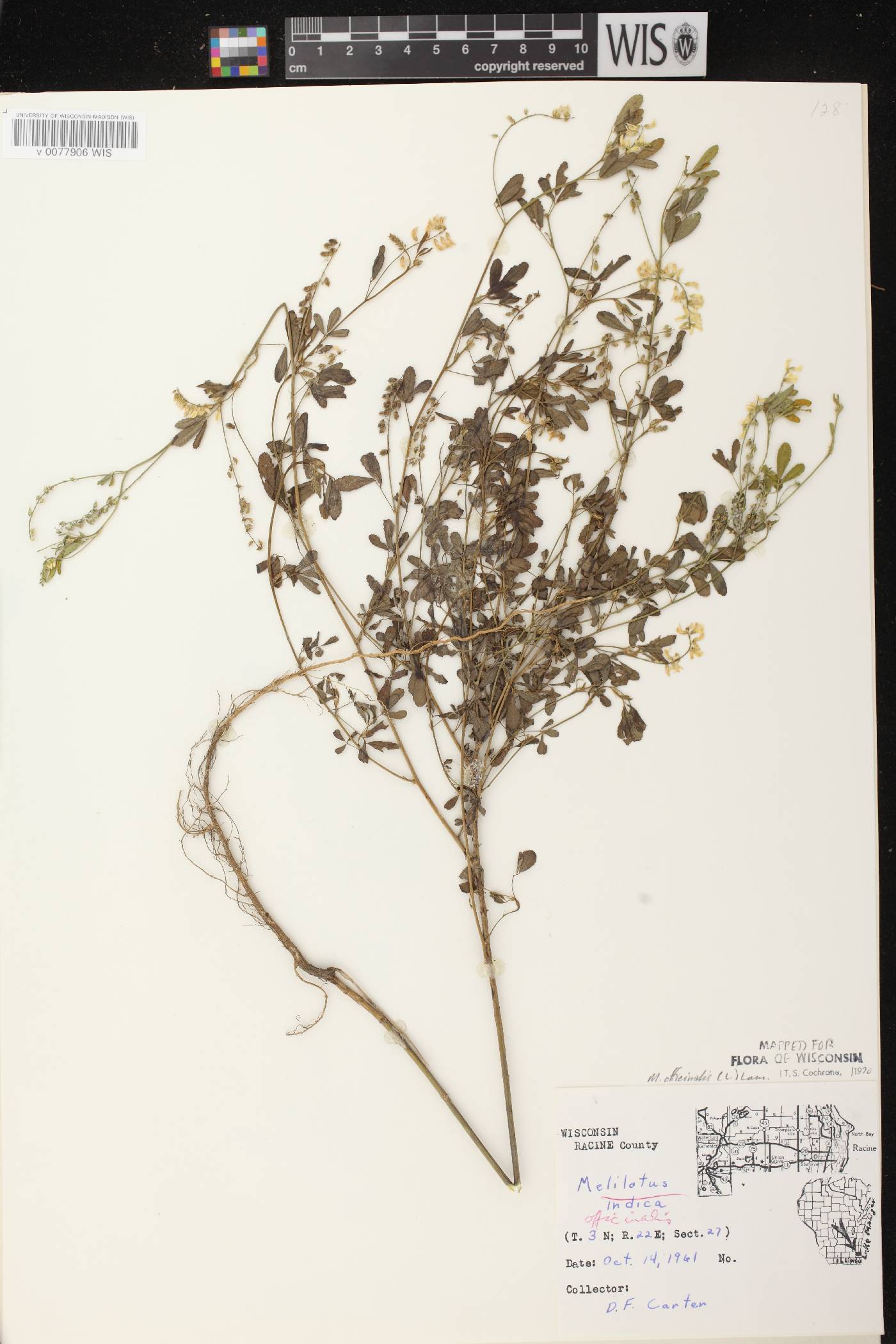 Melilotus officinalis image
