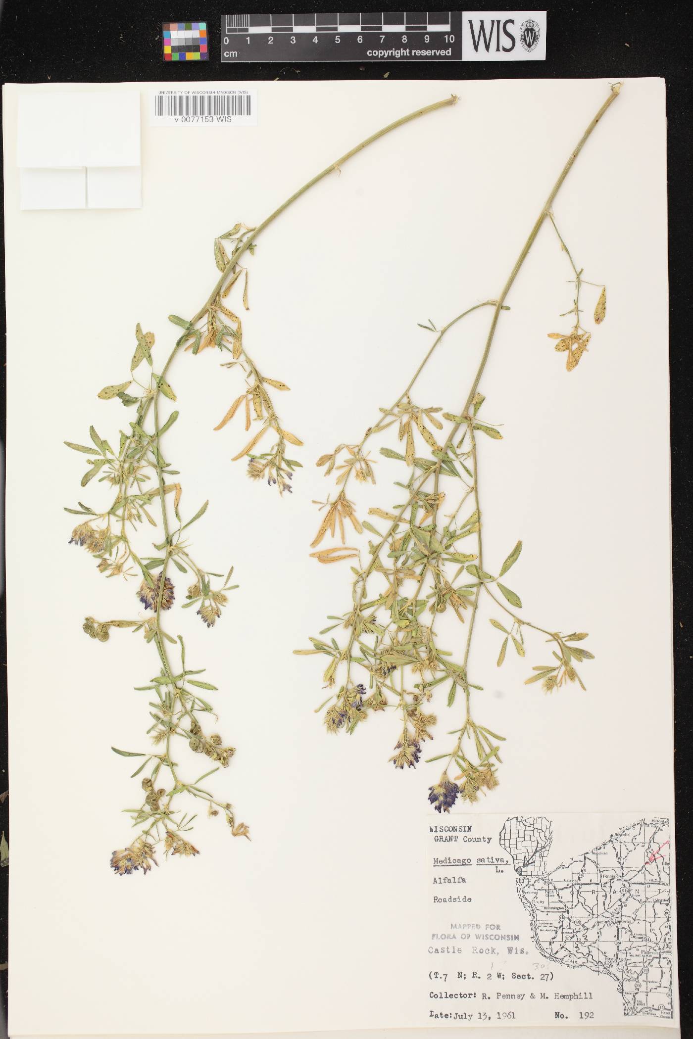 Medicago sativa image