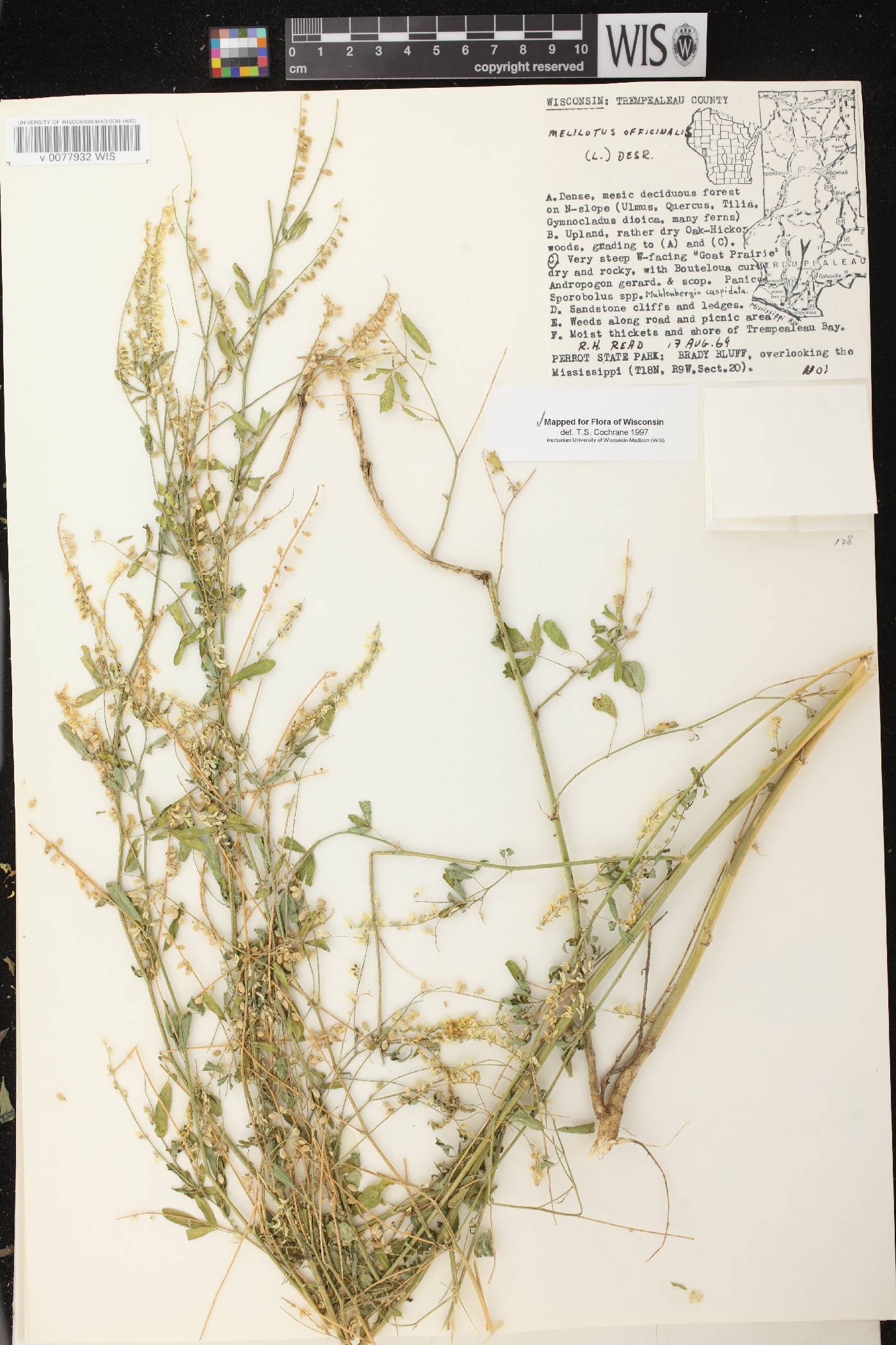 Melilotus officinalis image