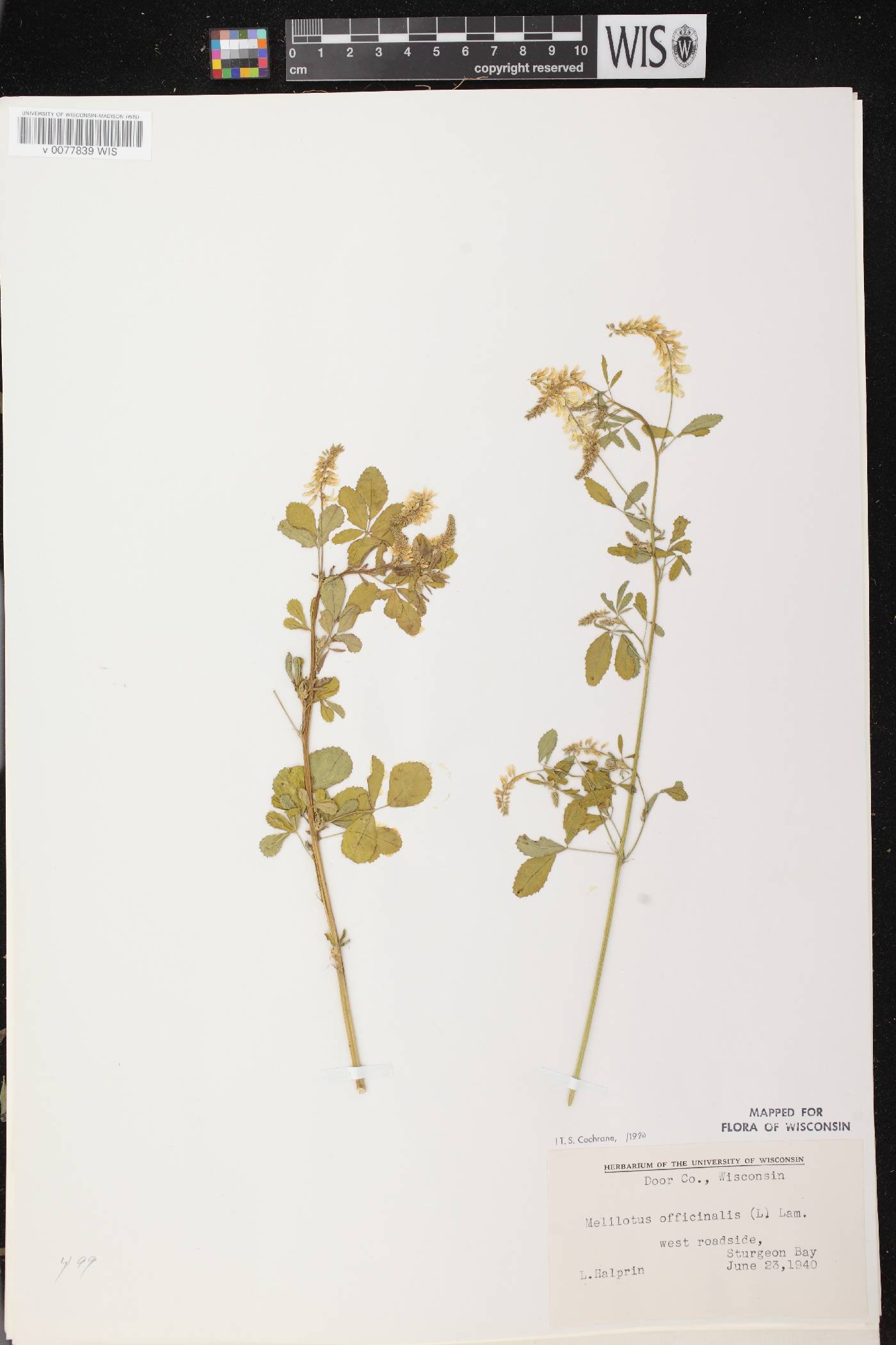 Melilotus officinalis image