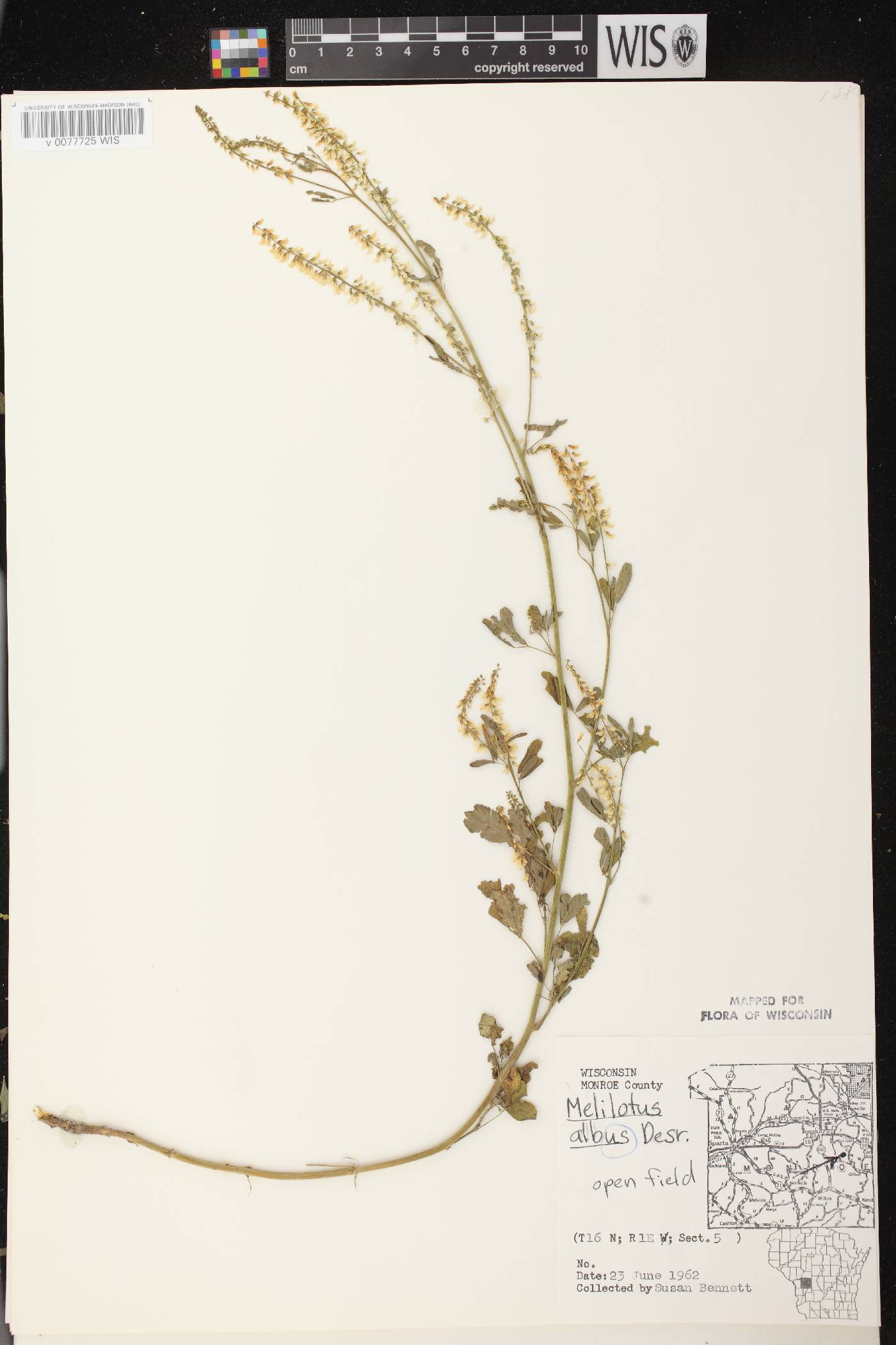 Melilotus albus image