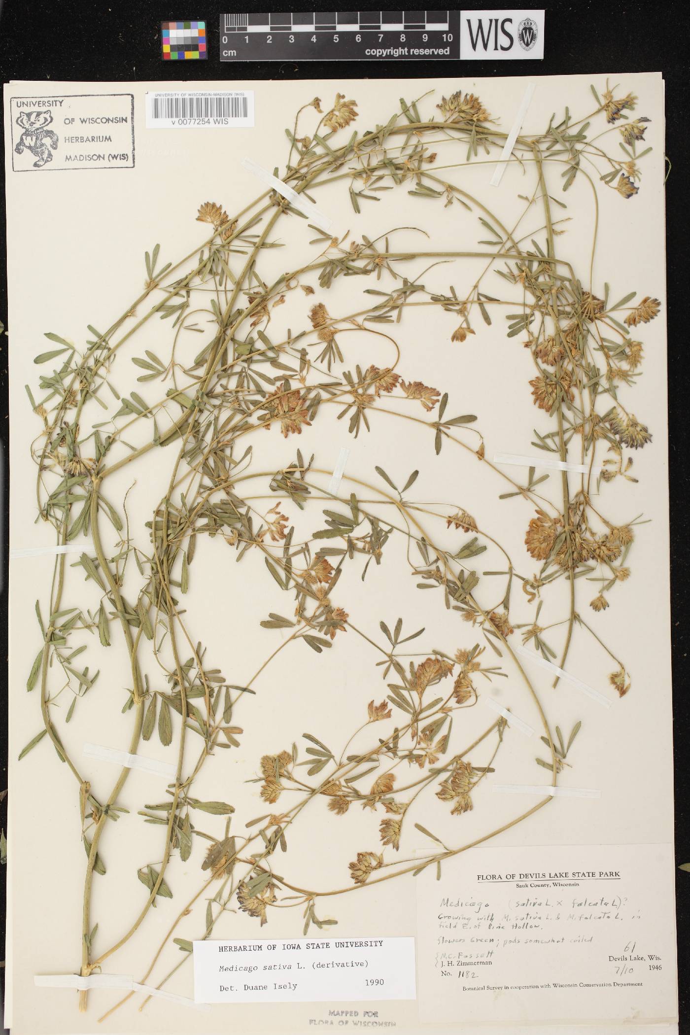 Medicago x varia image