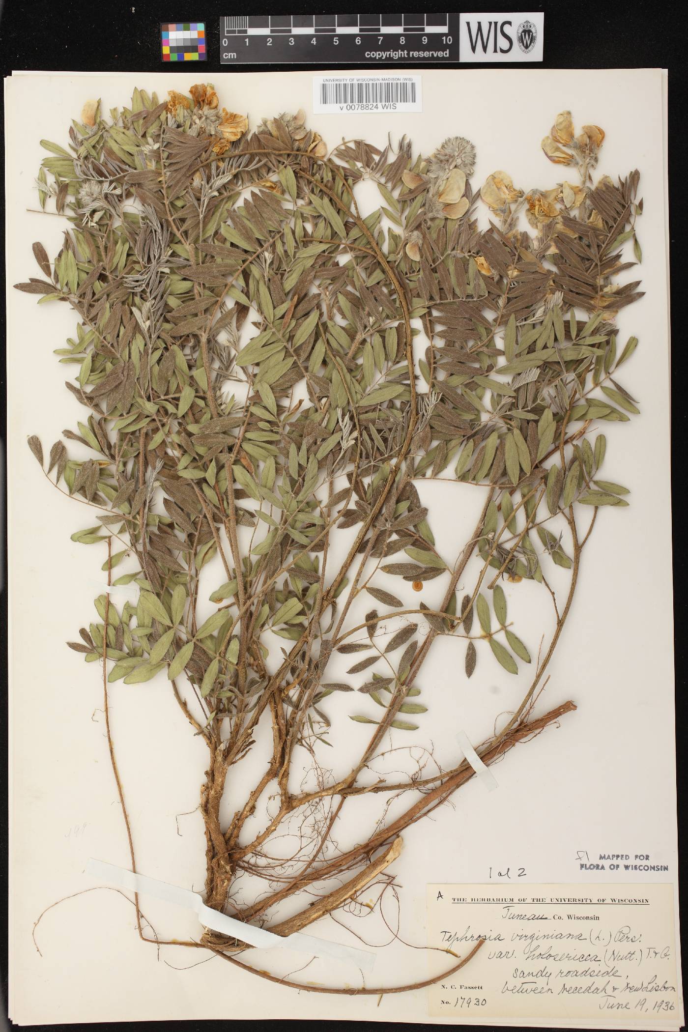 Tephrosia virginiana image