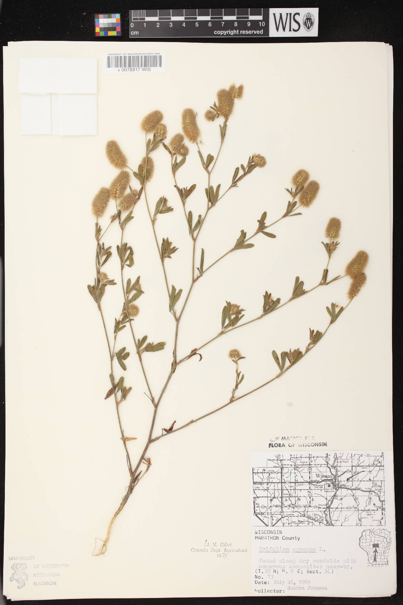 Trifolium arvense image