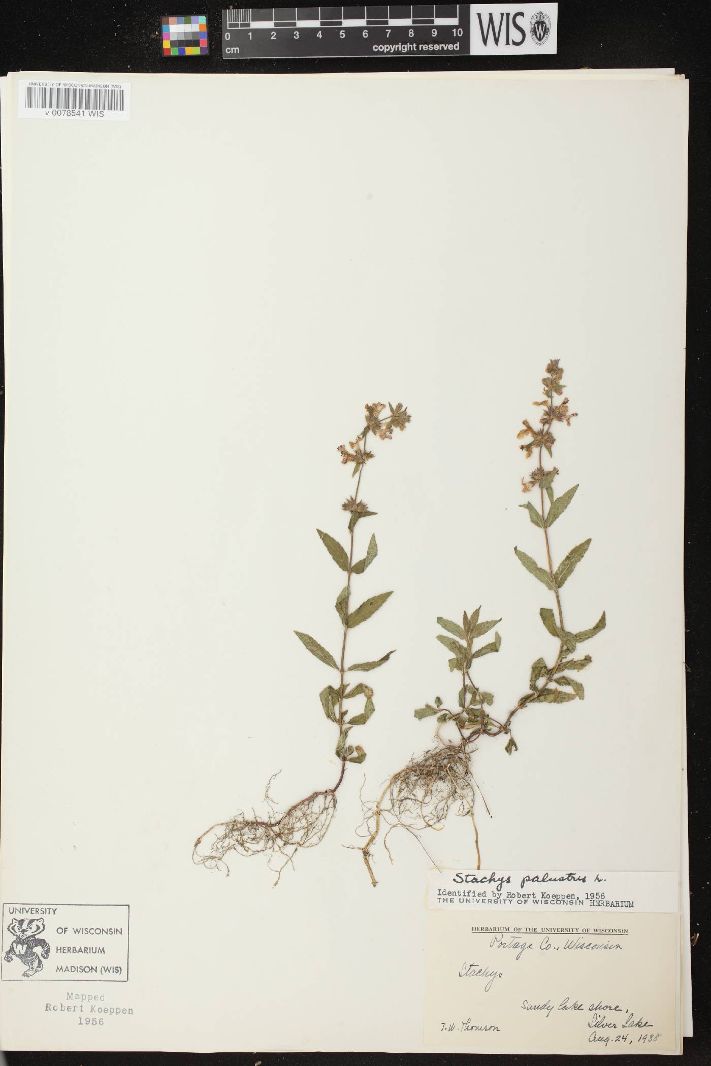 Stachys palustris image
