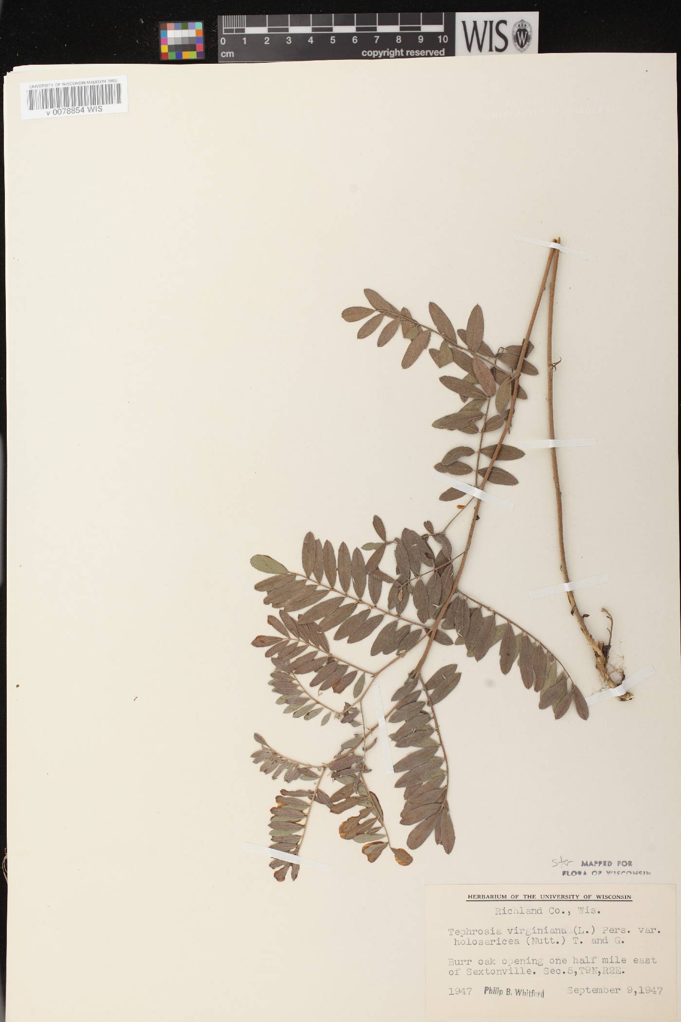 Tephrosia virginiana image