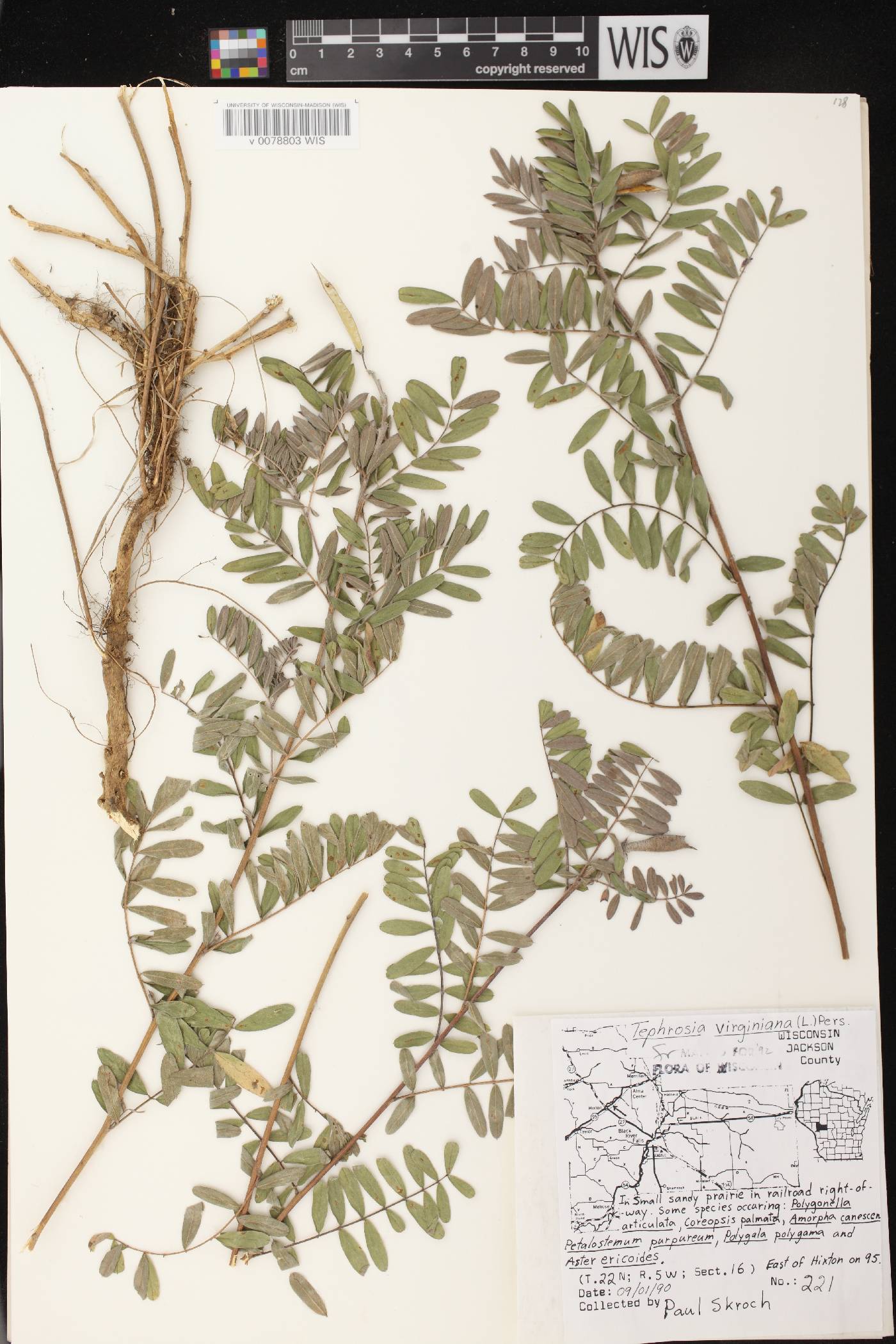 Tephrosia virginiana image