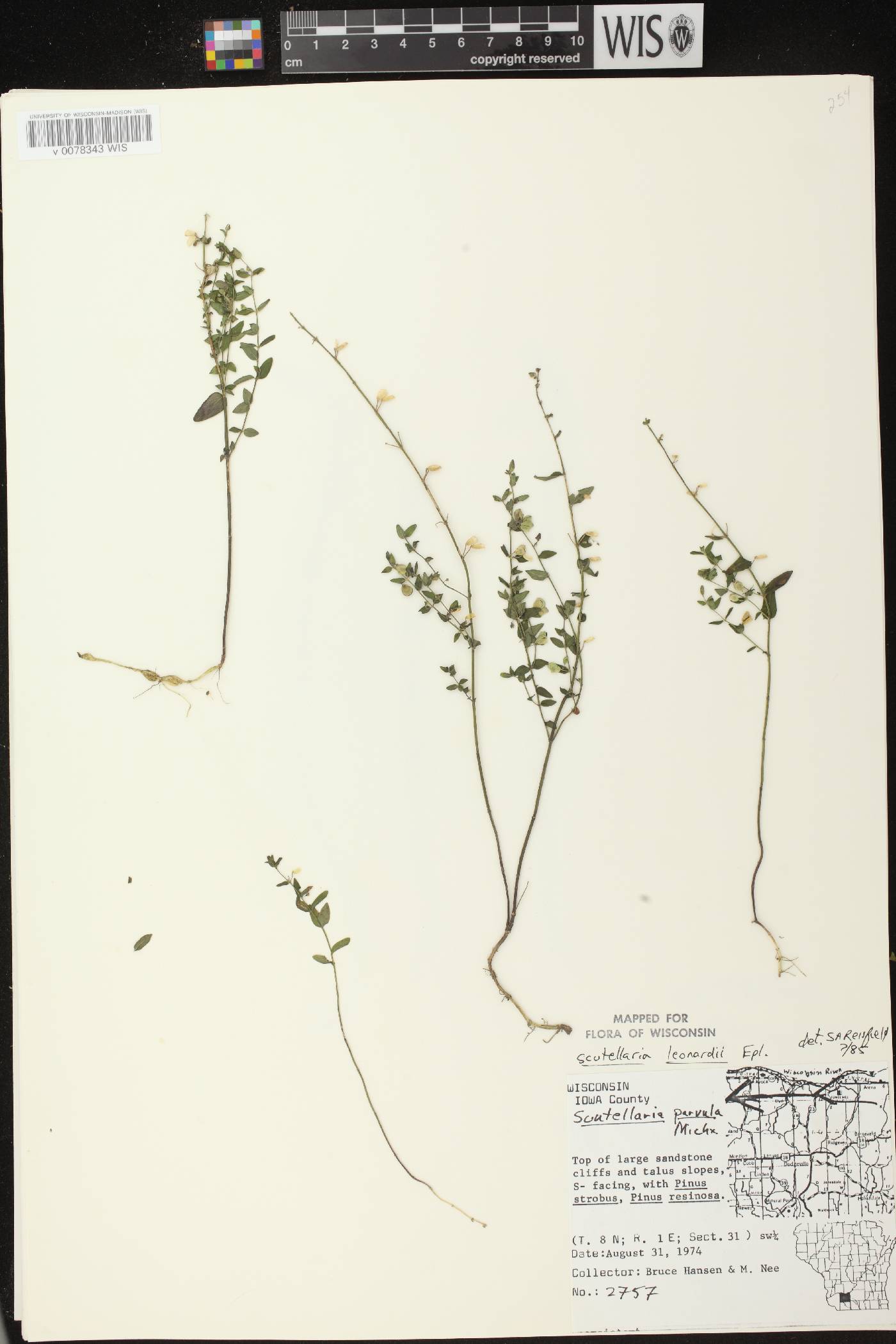 Scutellaria parvula var. missouriensis image