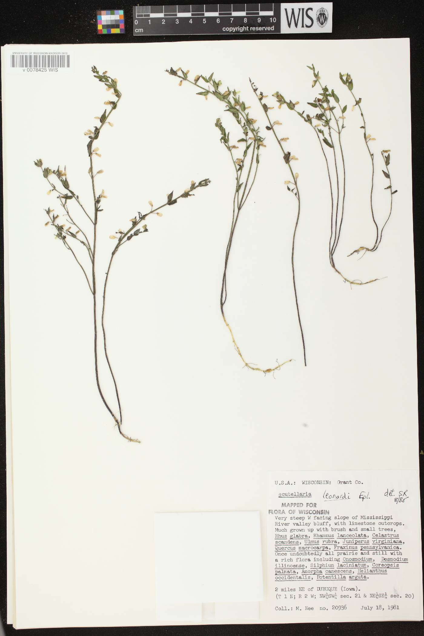 Scutellaria parvula var. missouriensis image
