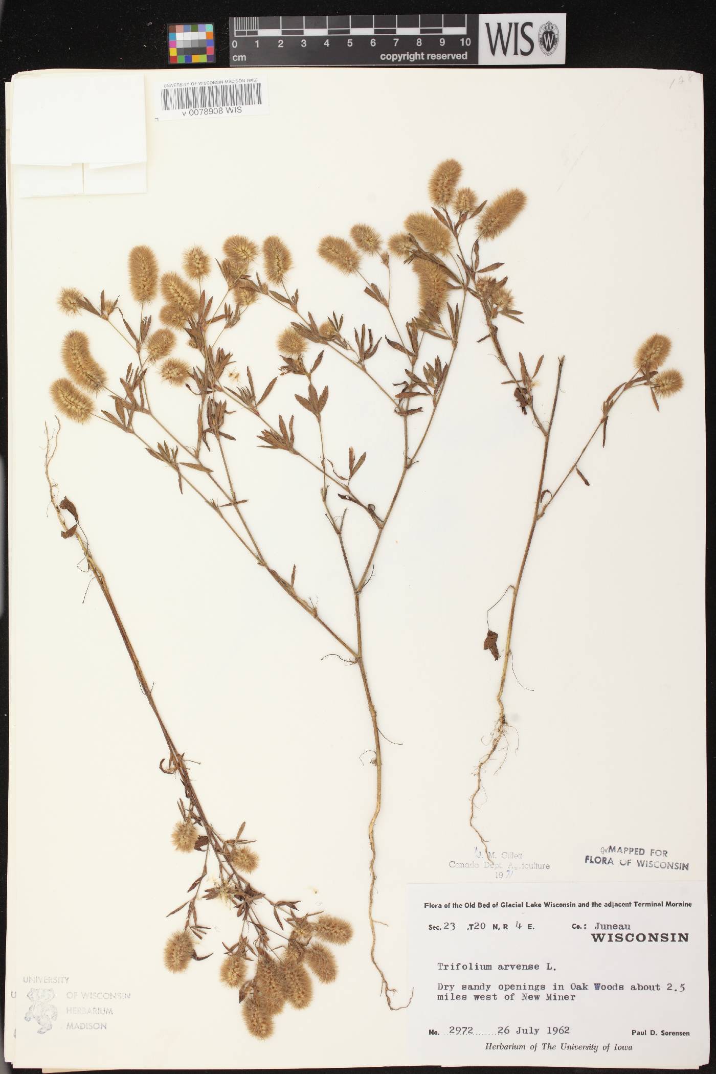 Trifolium arvense image