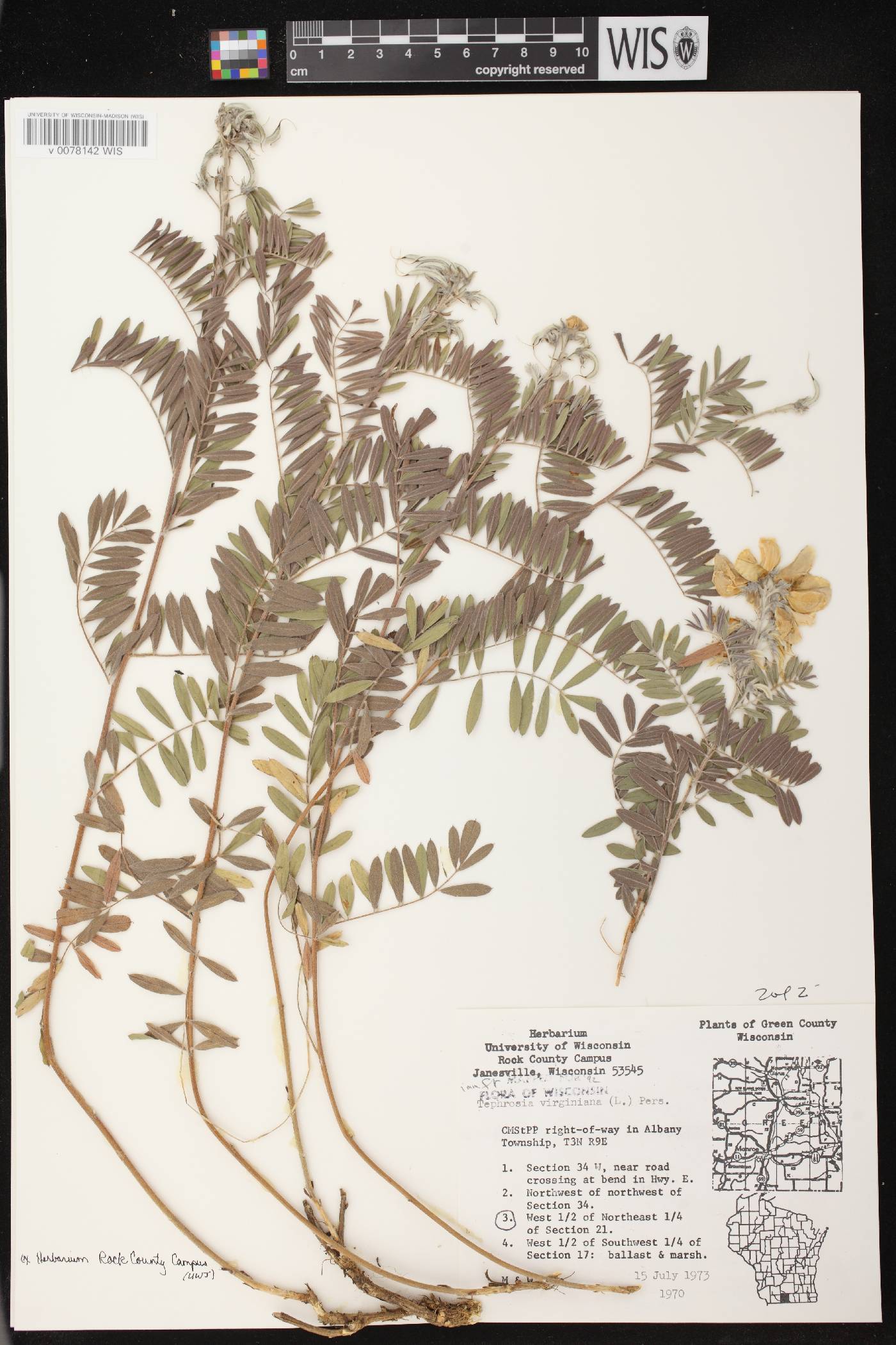 Tephrosia virginiana image