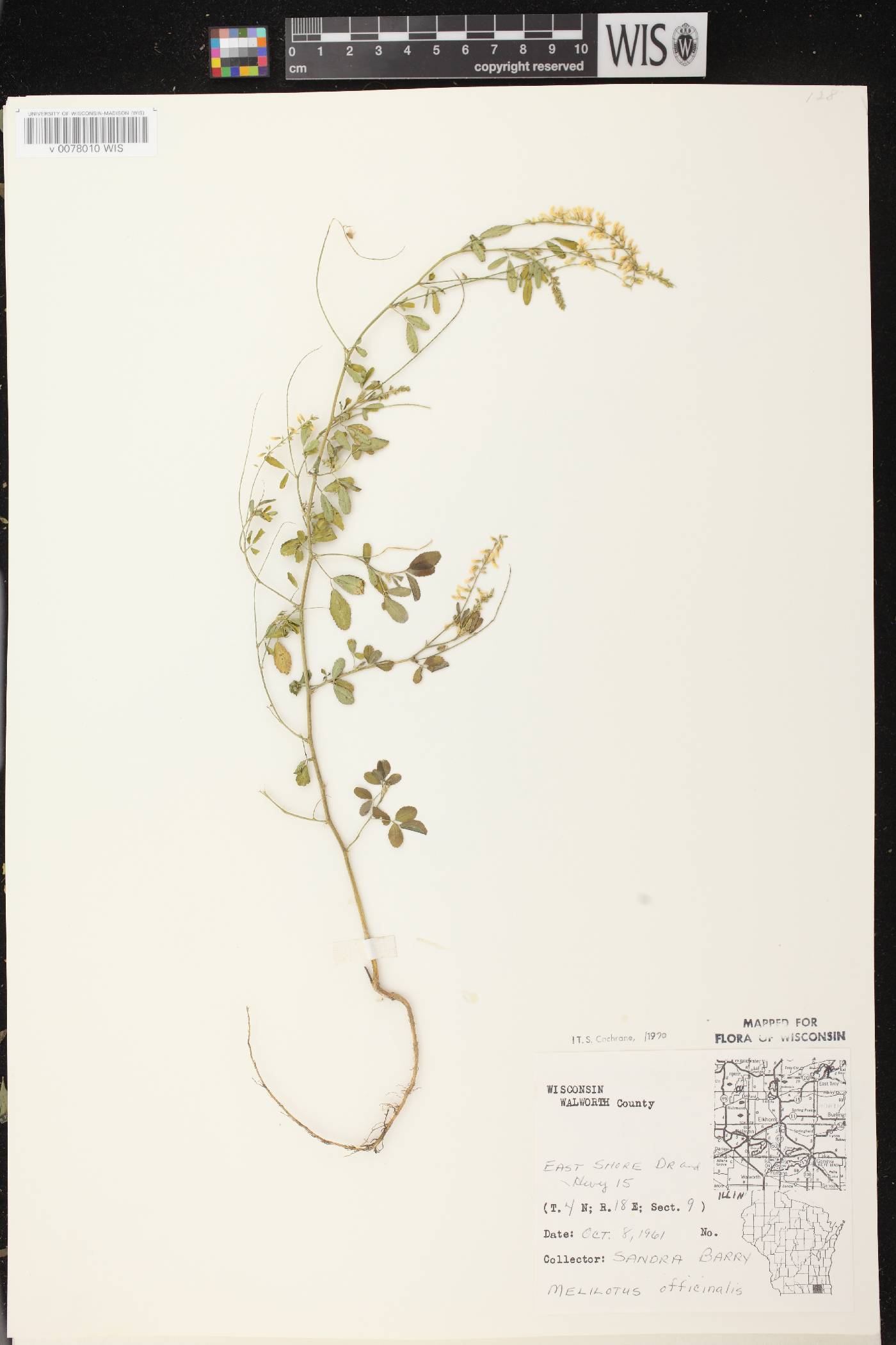 Melilotus officinalis image
