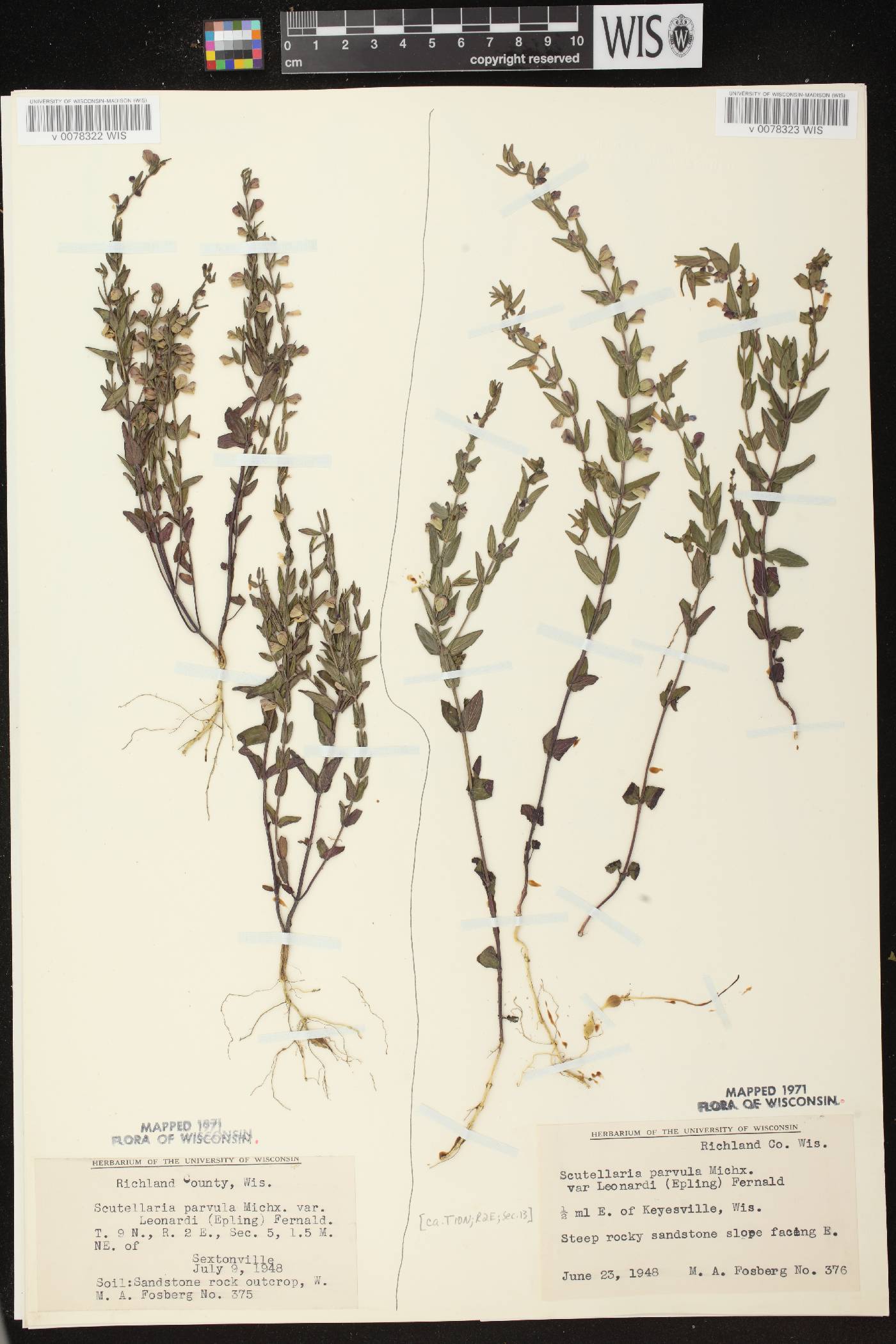 Scutellaria parvula var. missouriensis image