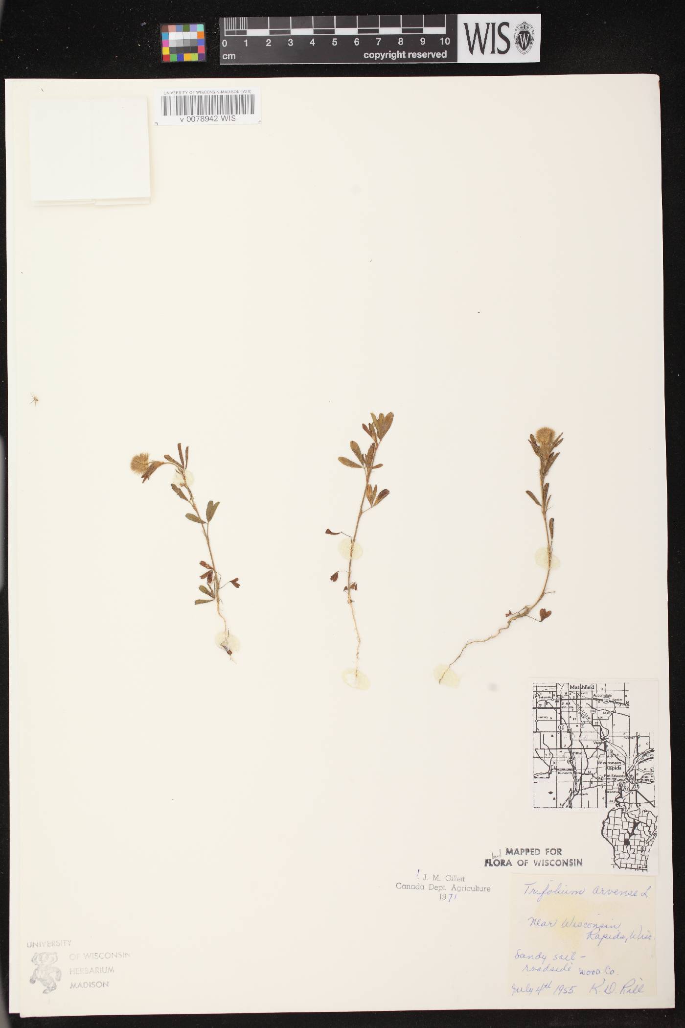Trifolium arvense image