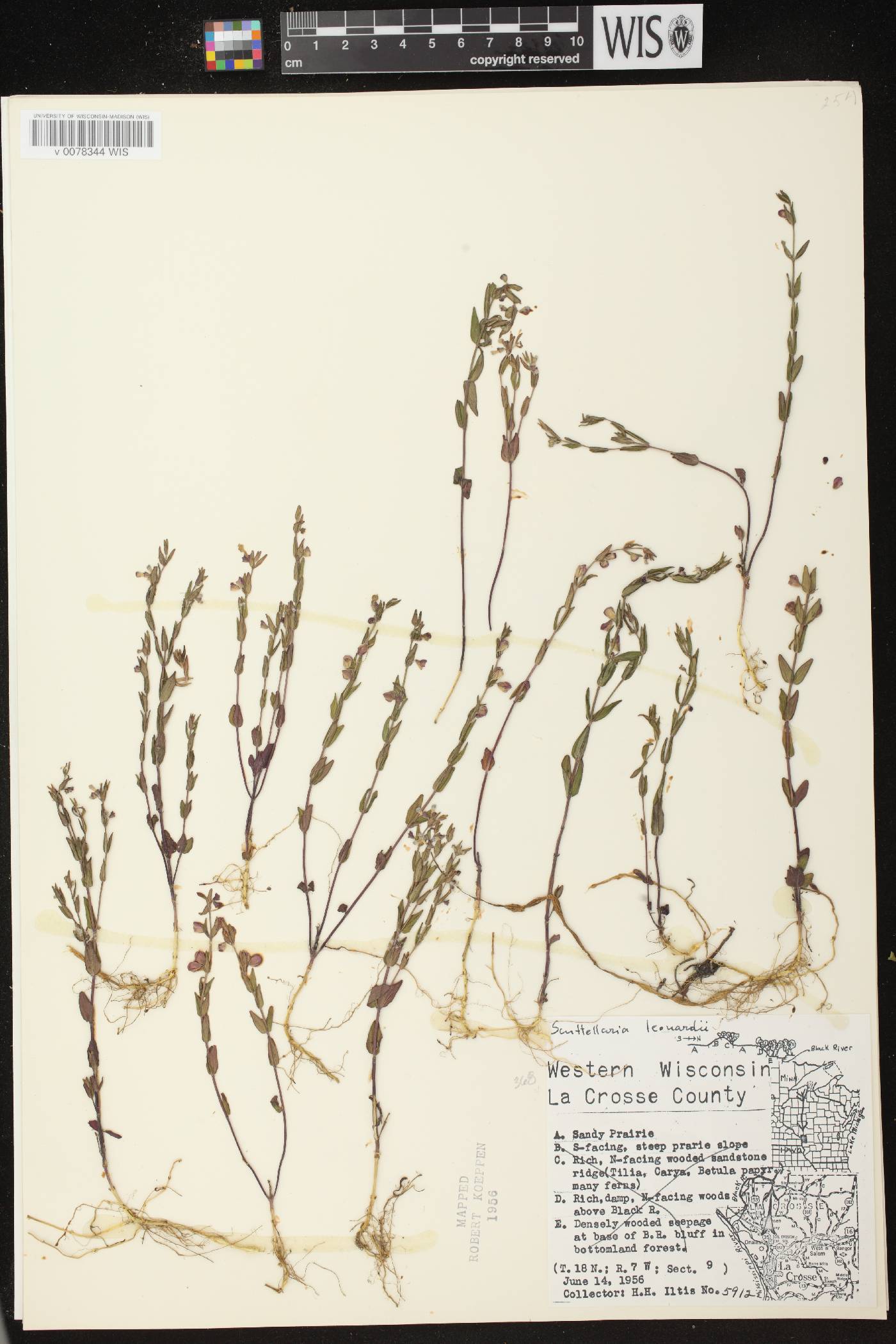 Scutellaria parvula var. missouriensis image