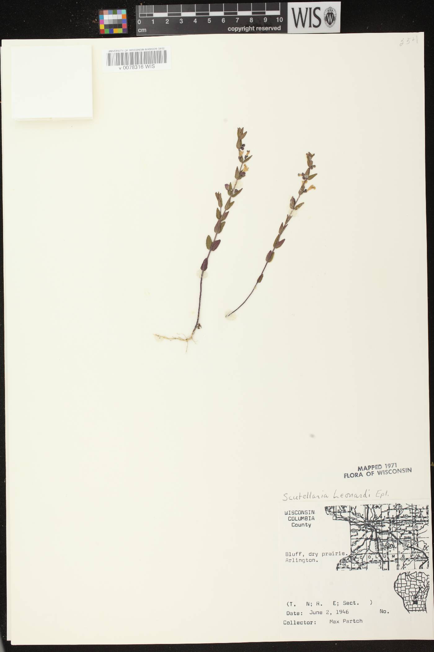 Scutellaria parvula var. missouriensis image