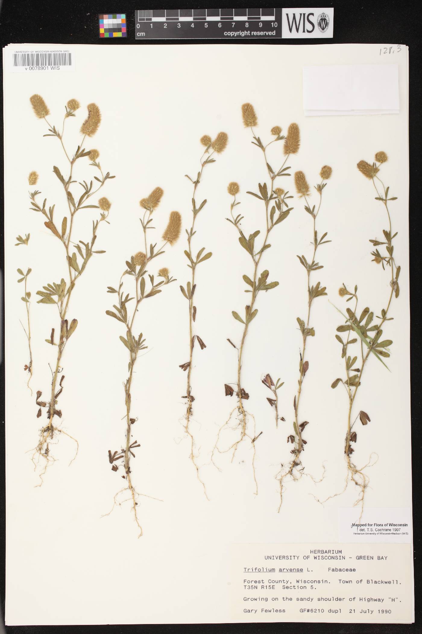 Trifolium arvense image