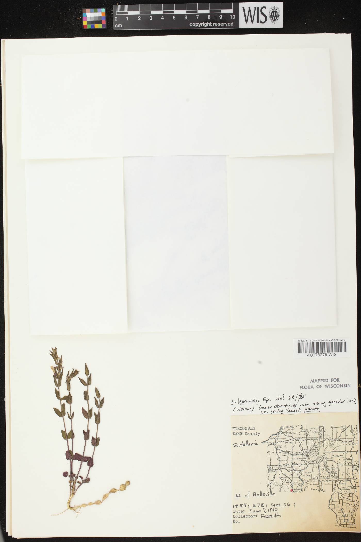 Scutellaria parvula var. missouriensis image