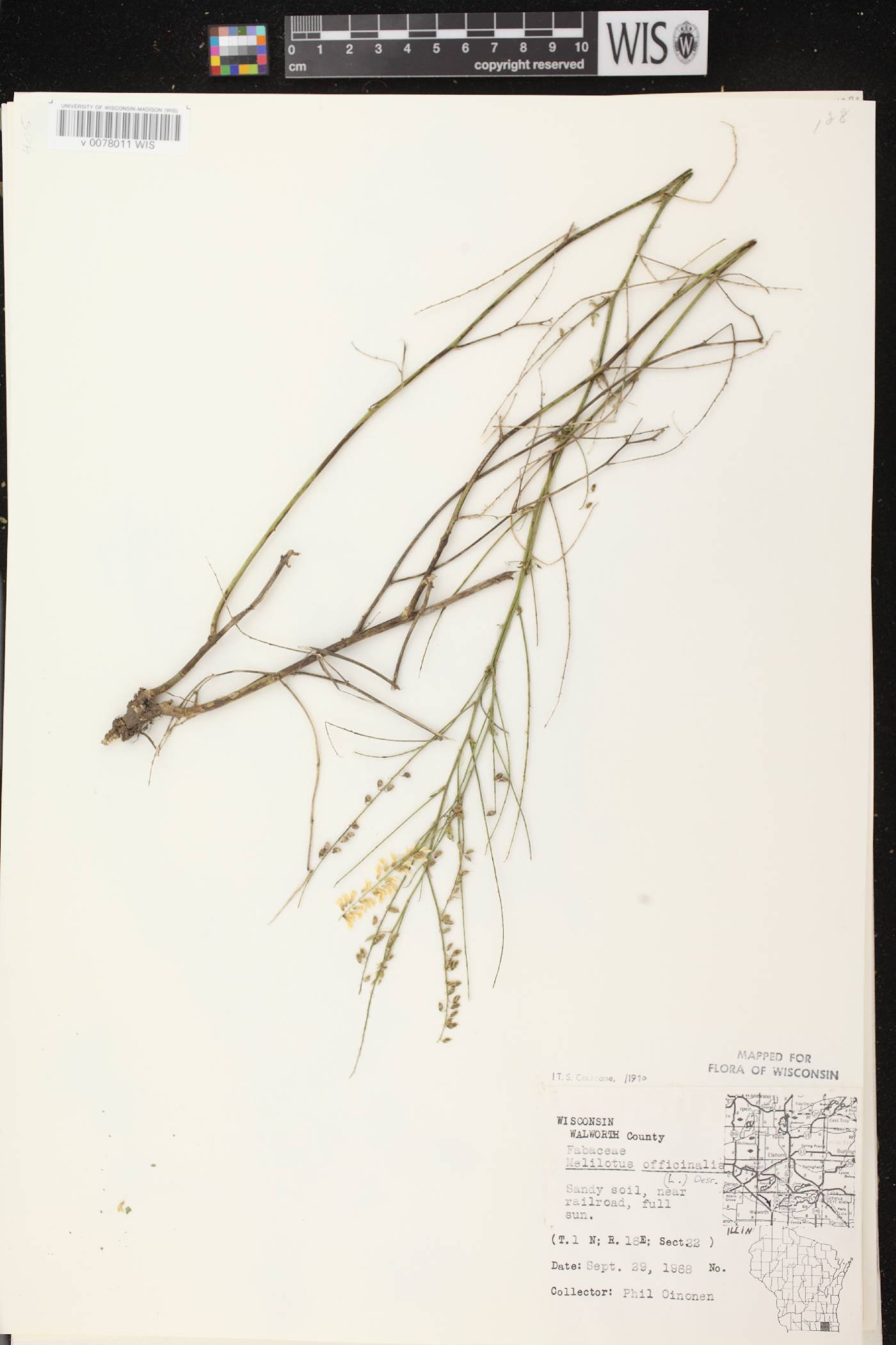 Melilotus officinalis image