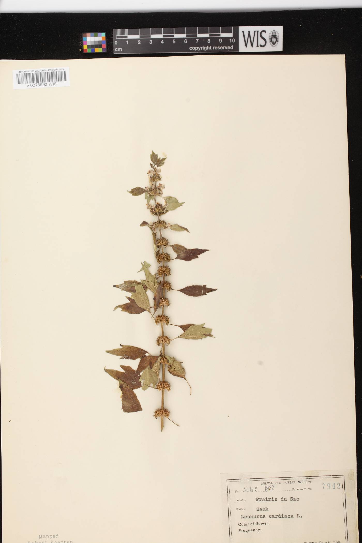 Leonurus cardiaca image